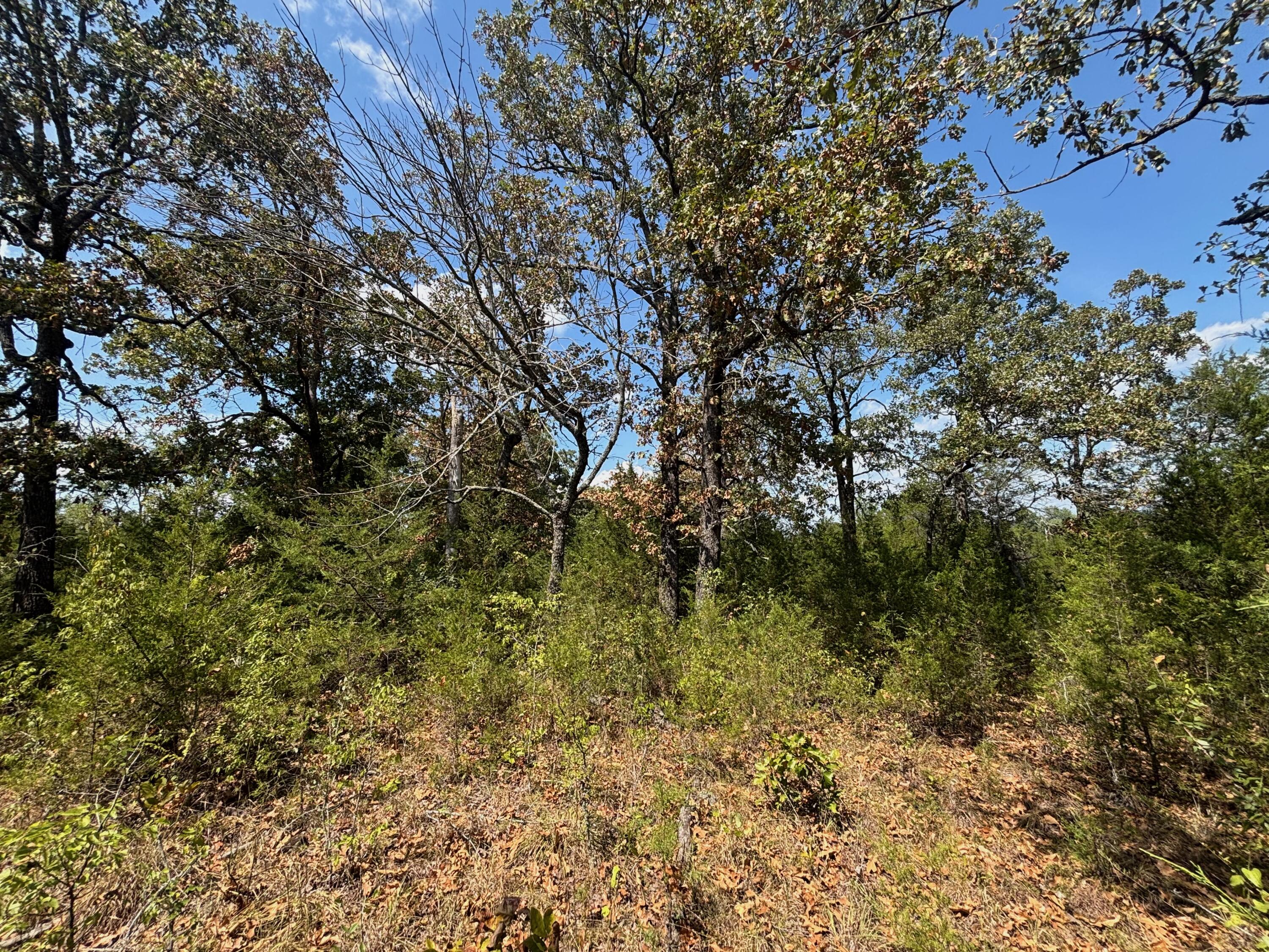 Photo 19 - Land for sale – Tract 8  Little Woods Road  Elizabeth, AR