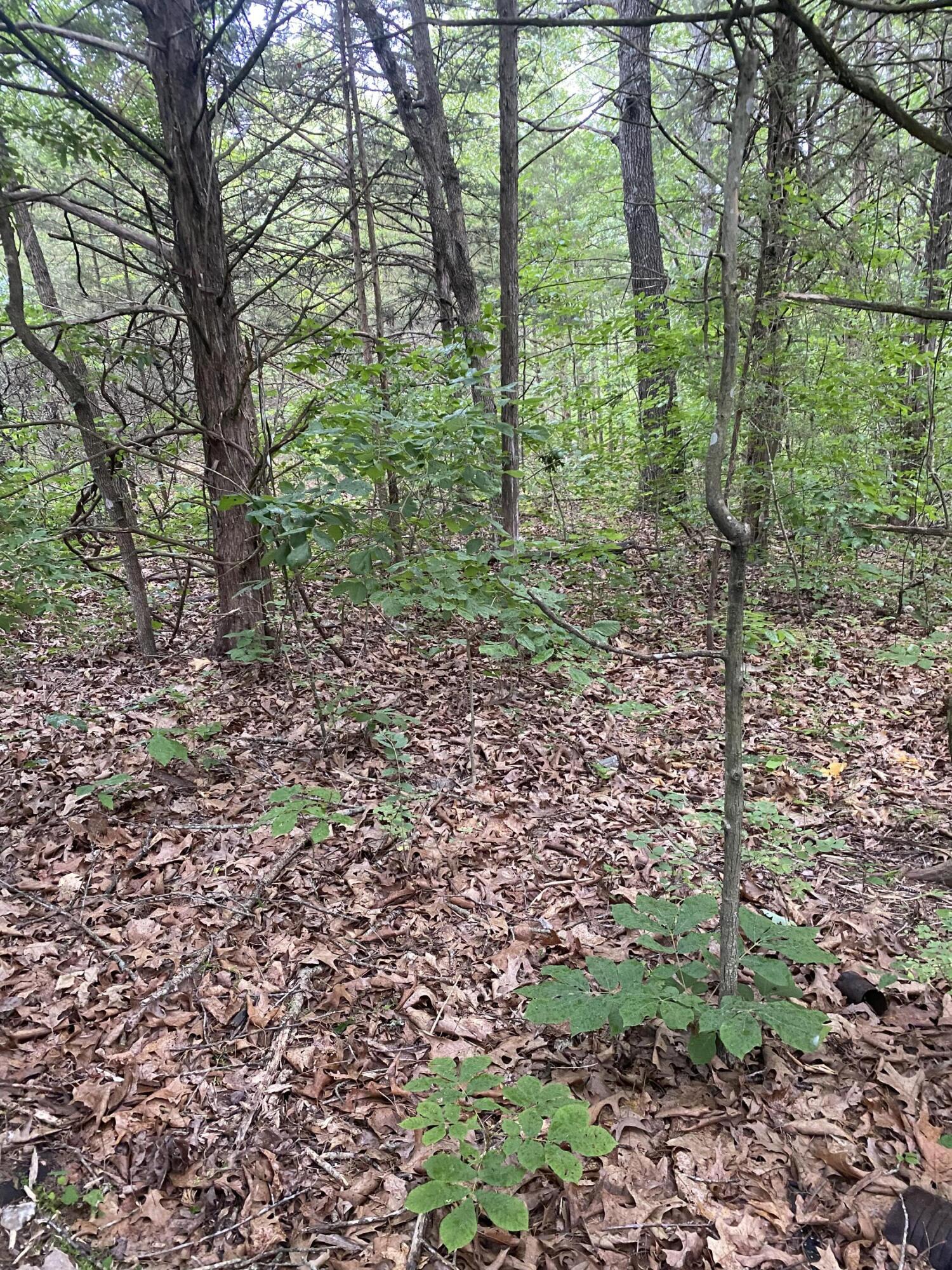 Photo 3 - Land for sale – Lot 65  Gumbo Woods   Shell Knob, MO