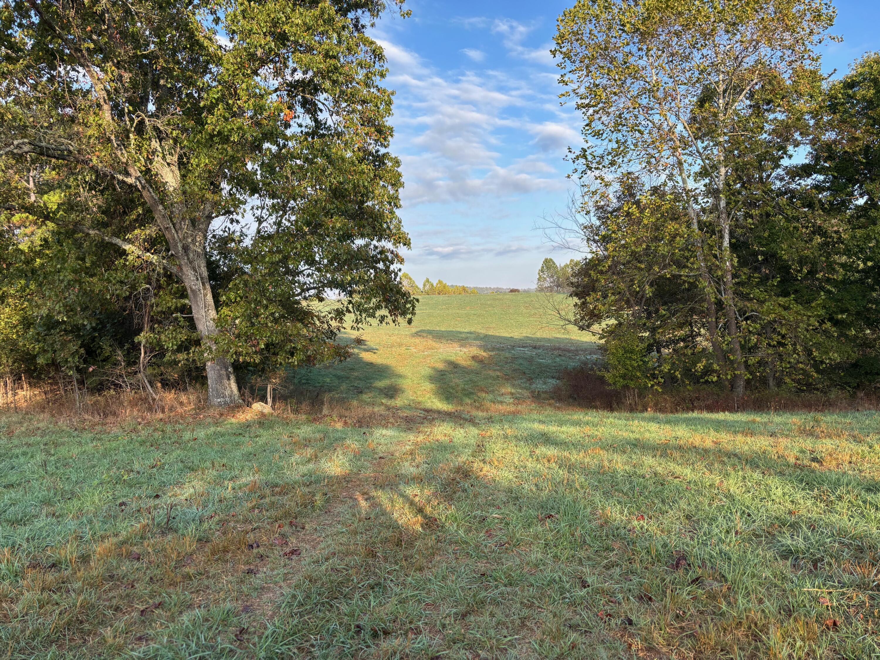 Photo 13 - Land for sale – Tbd  County Road 14-252   Drury, MO