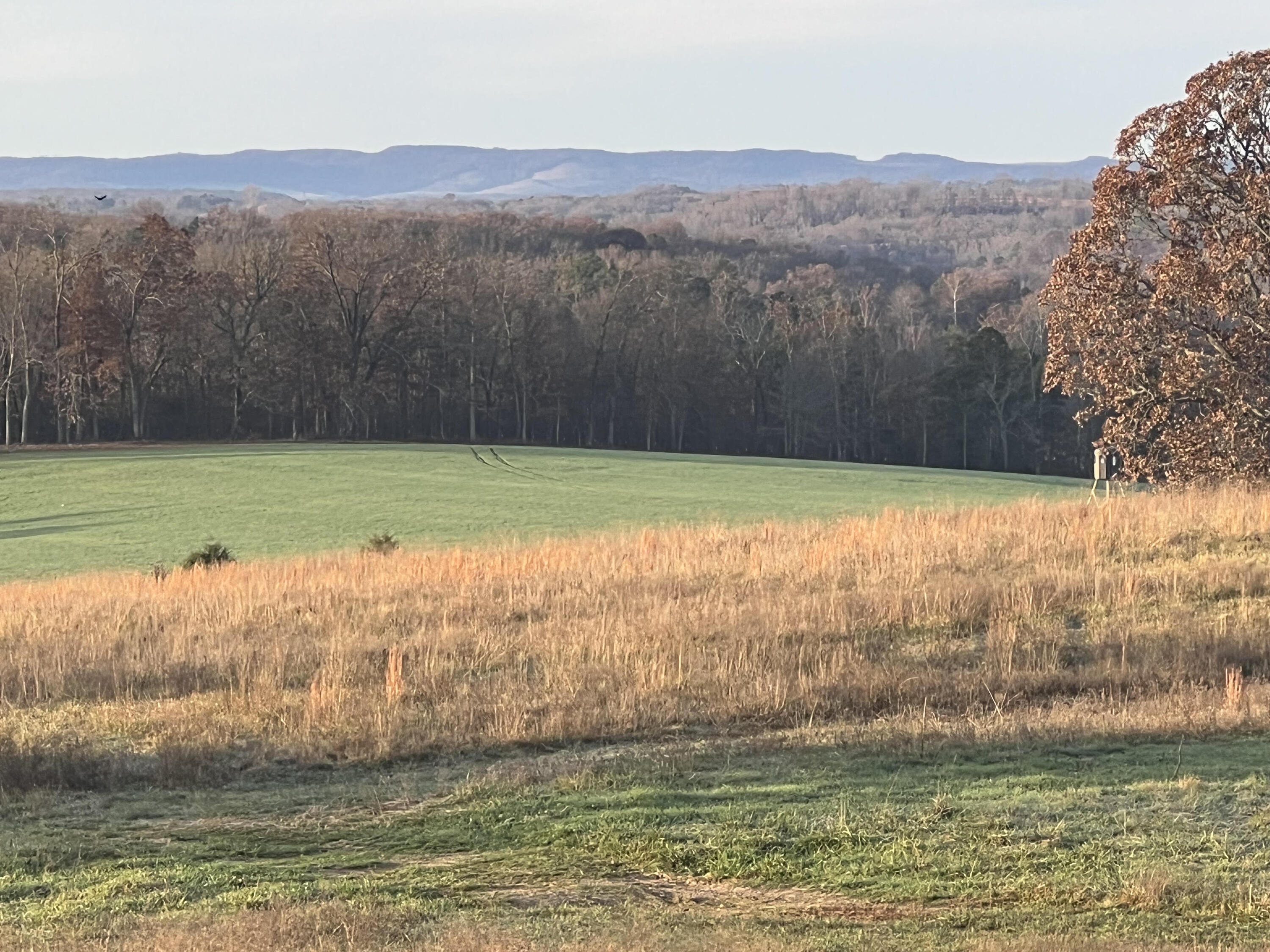 Photo 3 - Land for sale – Tbd  County Road 14-252   Drury, MO