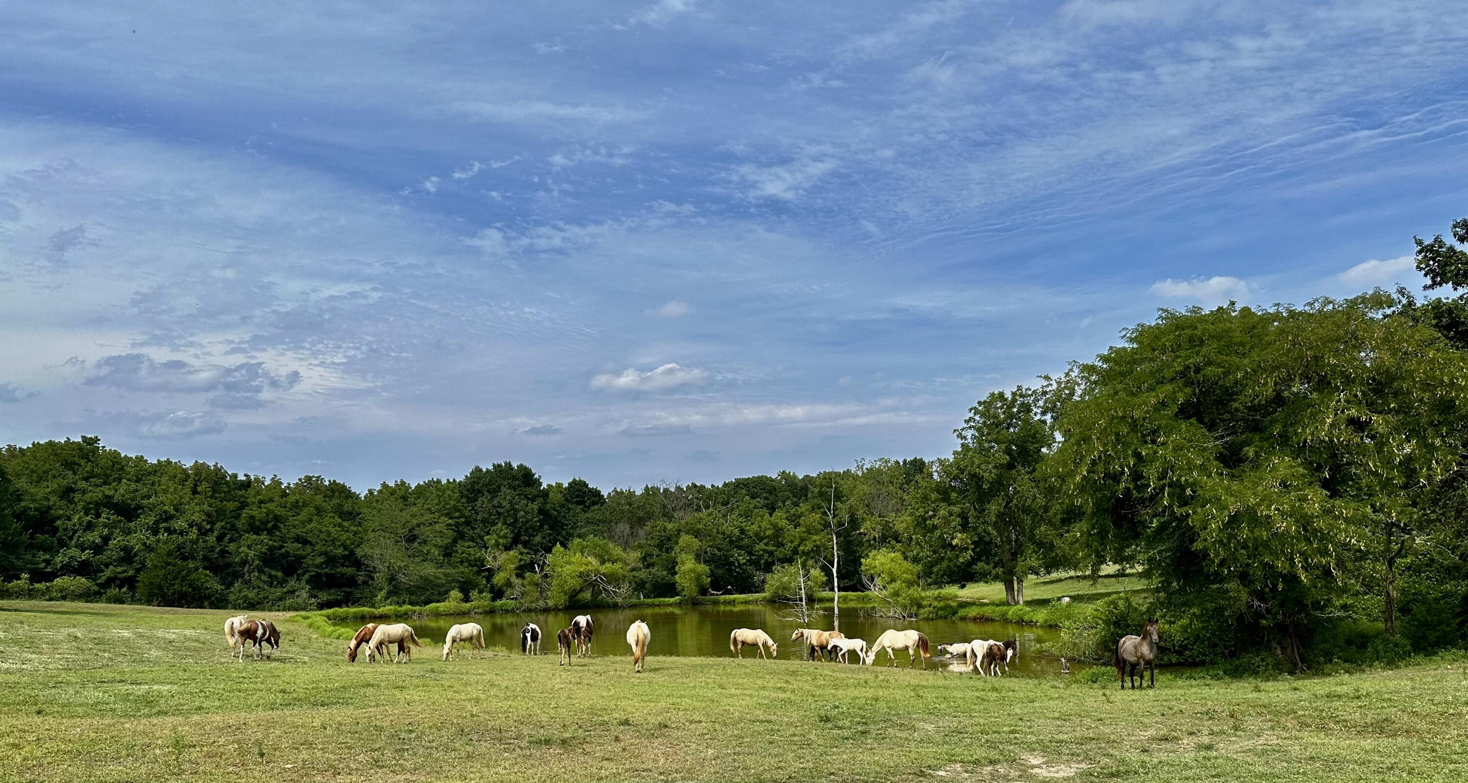 Photo 5 - Land for sale – 359 E Dade 74   Greenfield, MO