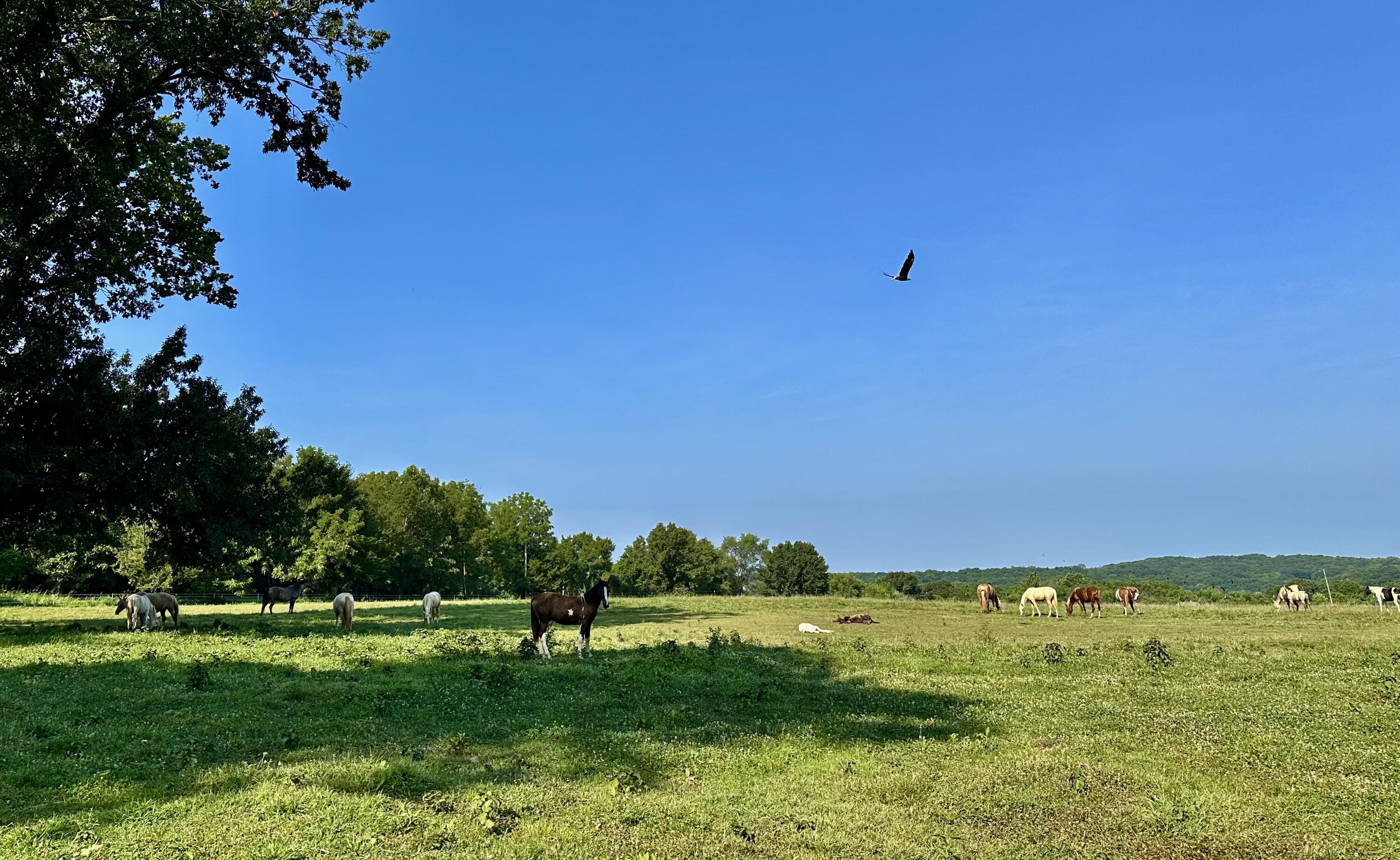 Photo 51 - Land for sale – 359 E Dade 74   Greenfield, MO