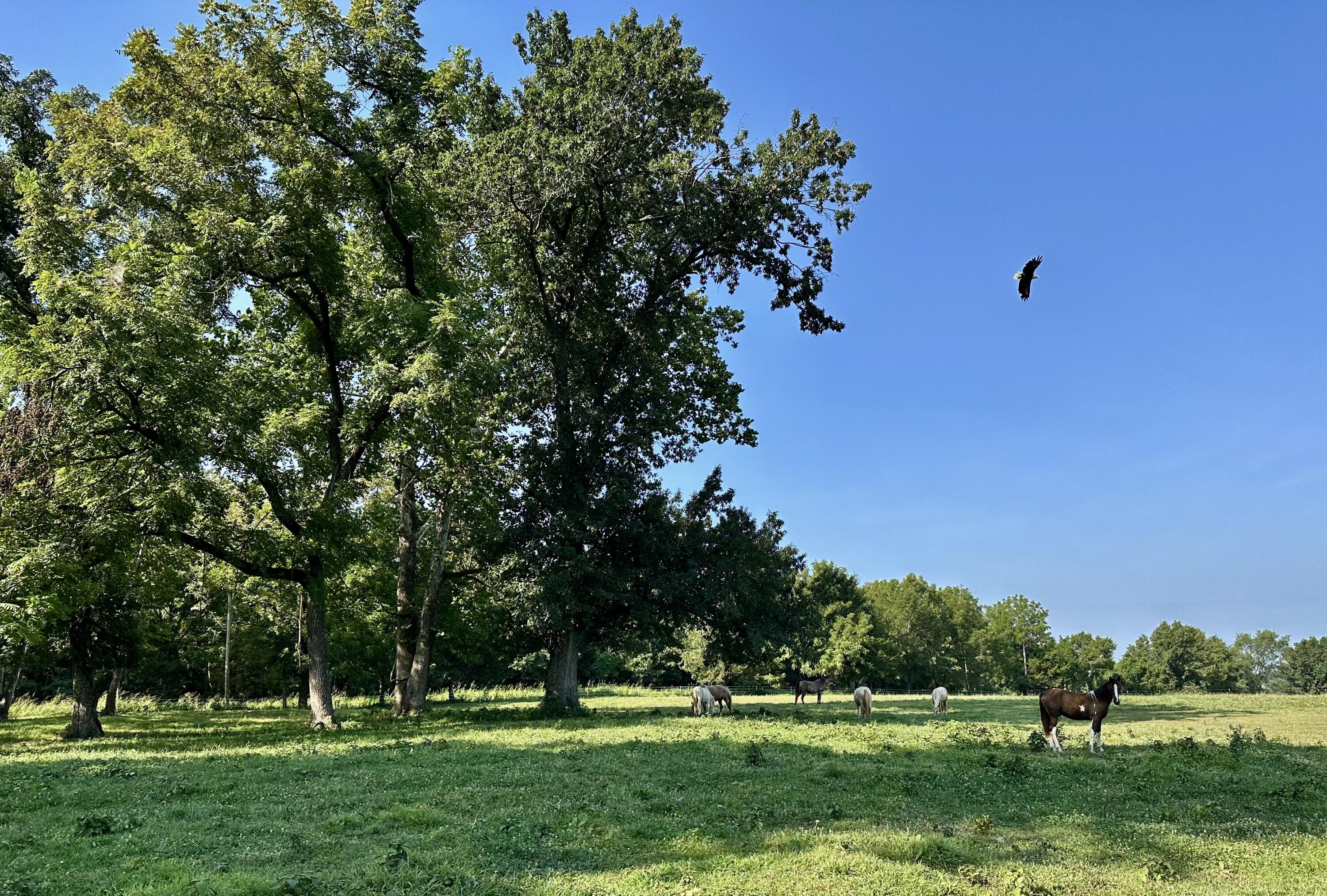 Photo 50 - Land for sale – 359 E Dade 74   Greenfield, MO