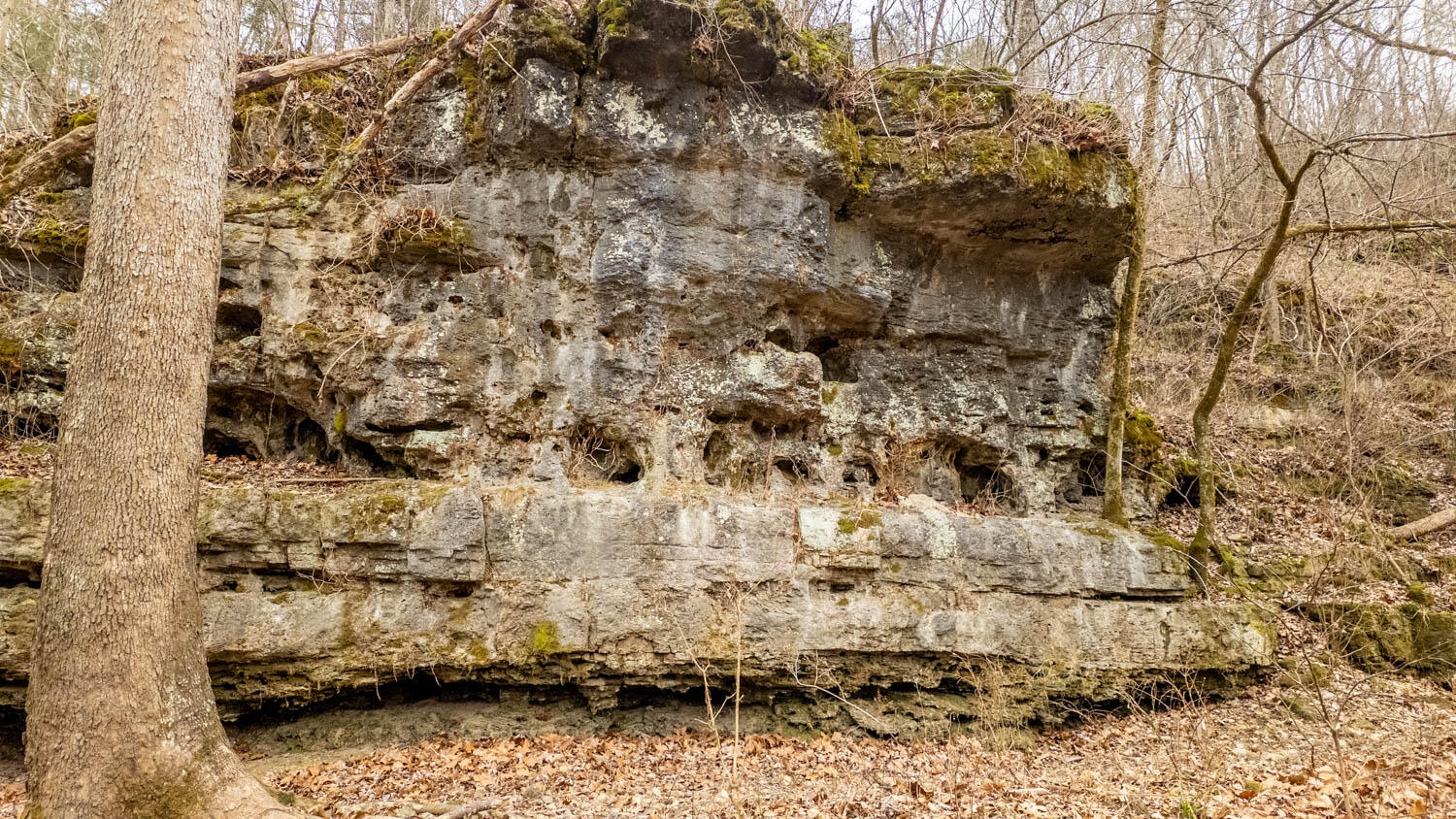 Photo 4 - Land for sale – 000  County Road 19-A   Alton, MO