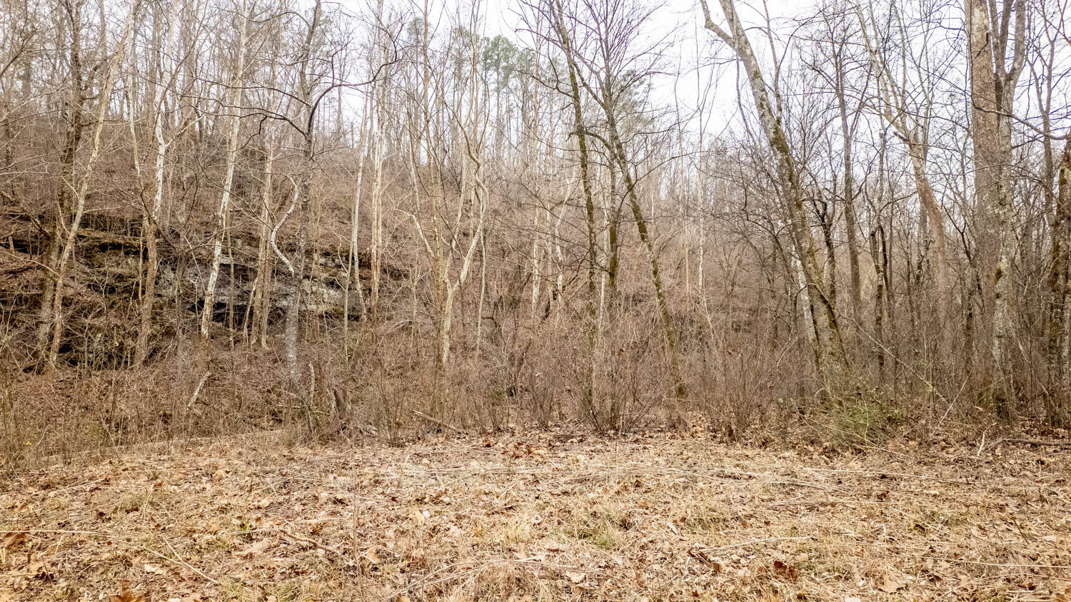 Photo 7 - Land for sale – 000  County Road 19-A   Alton, MO