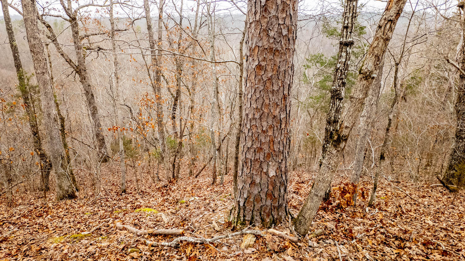 Photo 27 - Land for sale – 000  County Road 19-A   Alton, MO