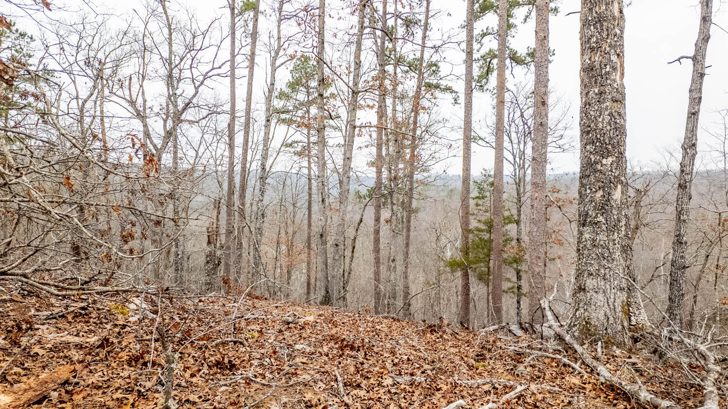 Photo 28 - Land for sale – 000  County Road 19-A   Alton, MO