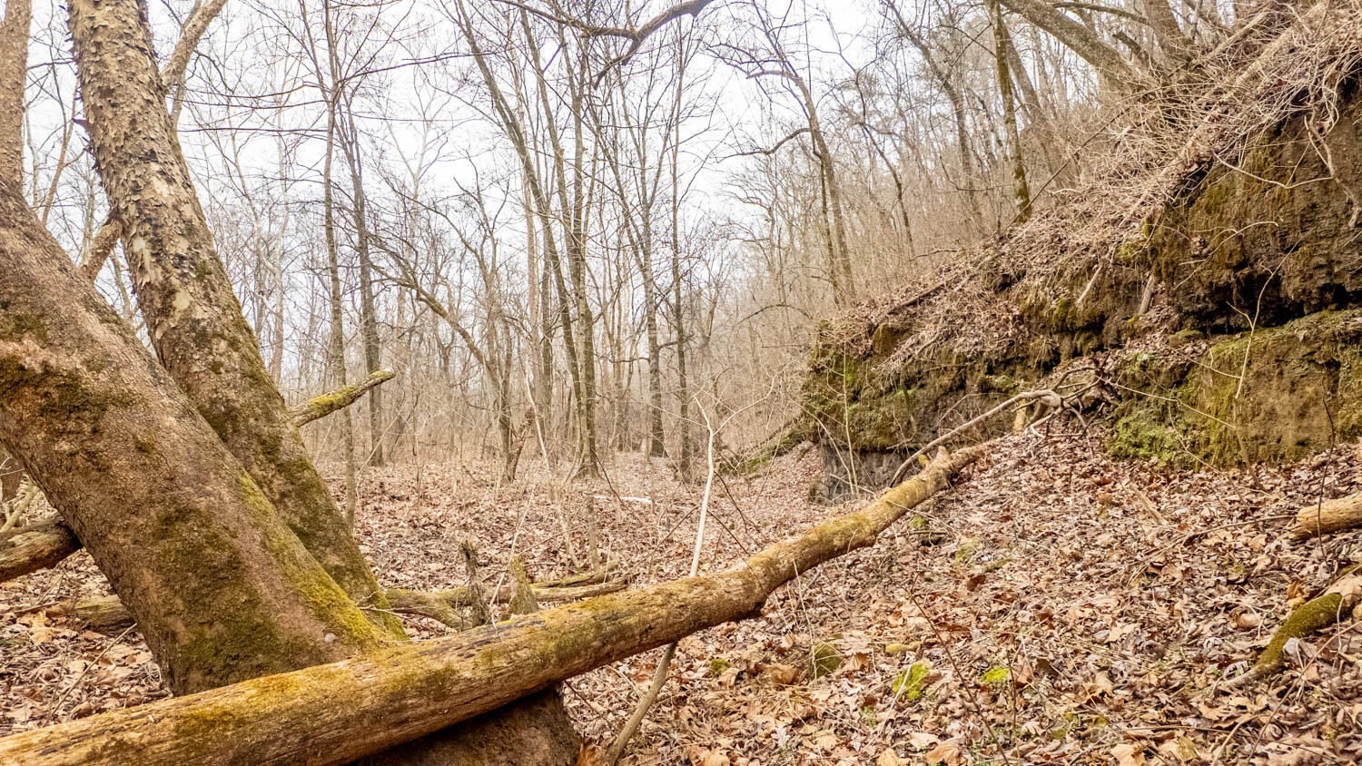 Photo 36 - Land for sale – 000  County Road 19-A   Alton, MO