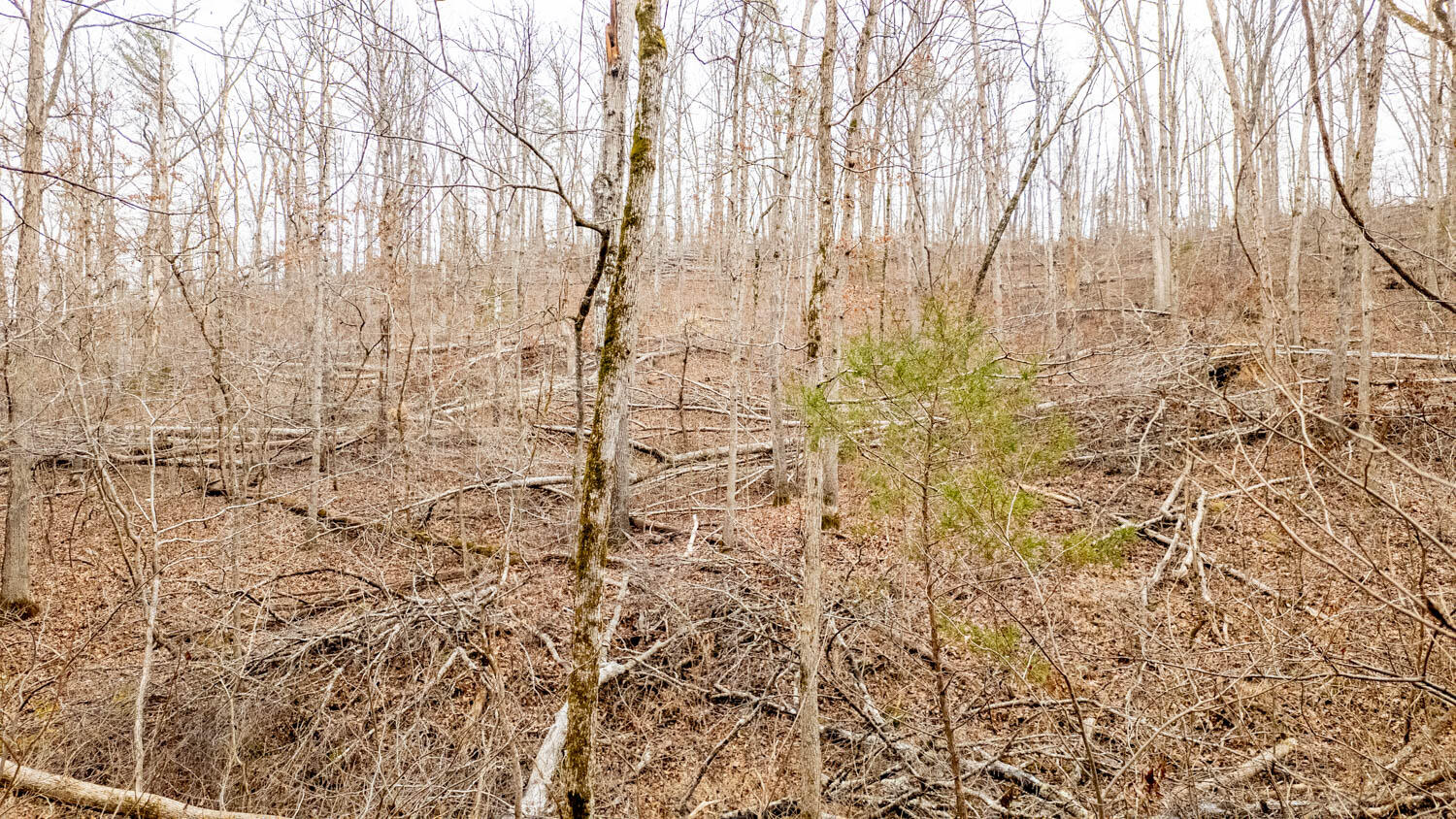 Photo 33 - Land for sale – 000  County Road 19-A   Alton, MO