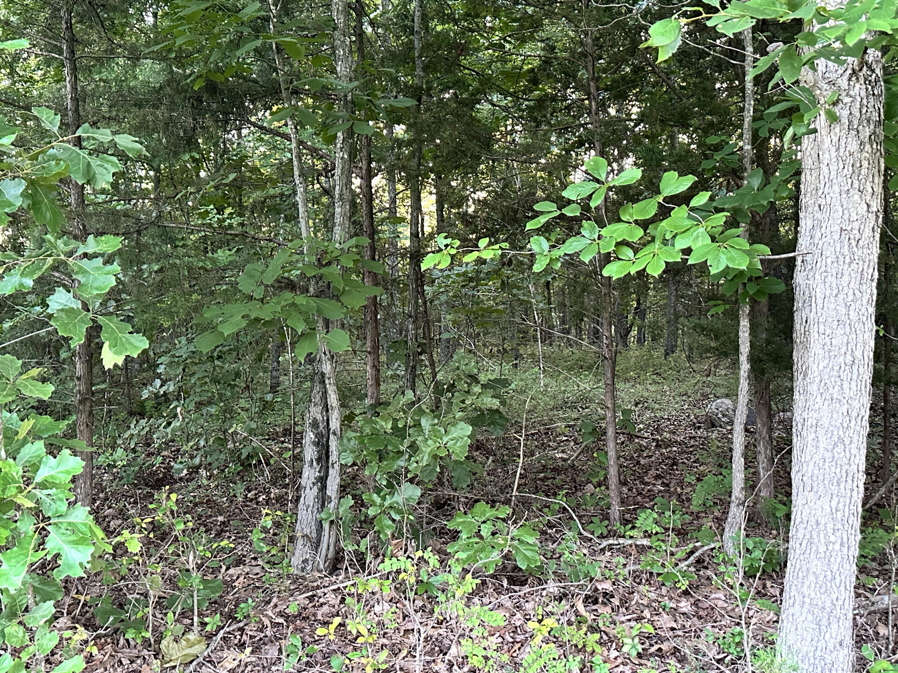 Photo 28 - Land for sale – 000  County Road 304   Alton, MO