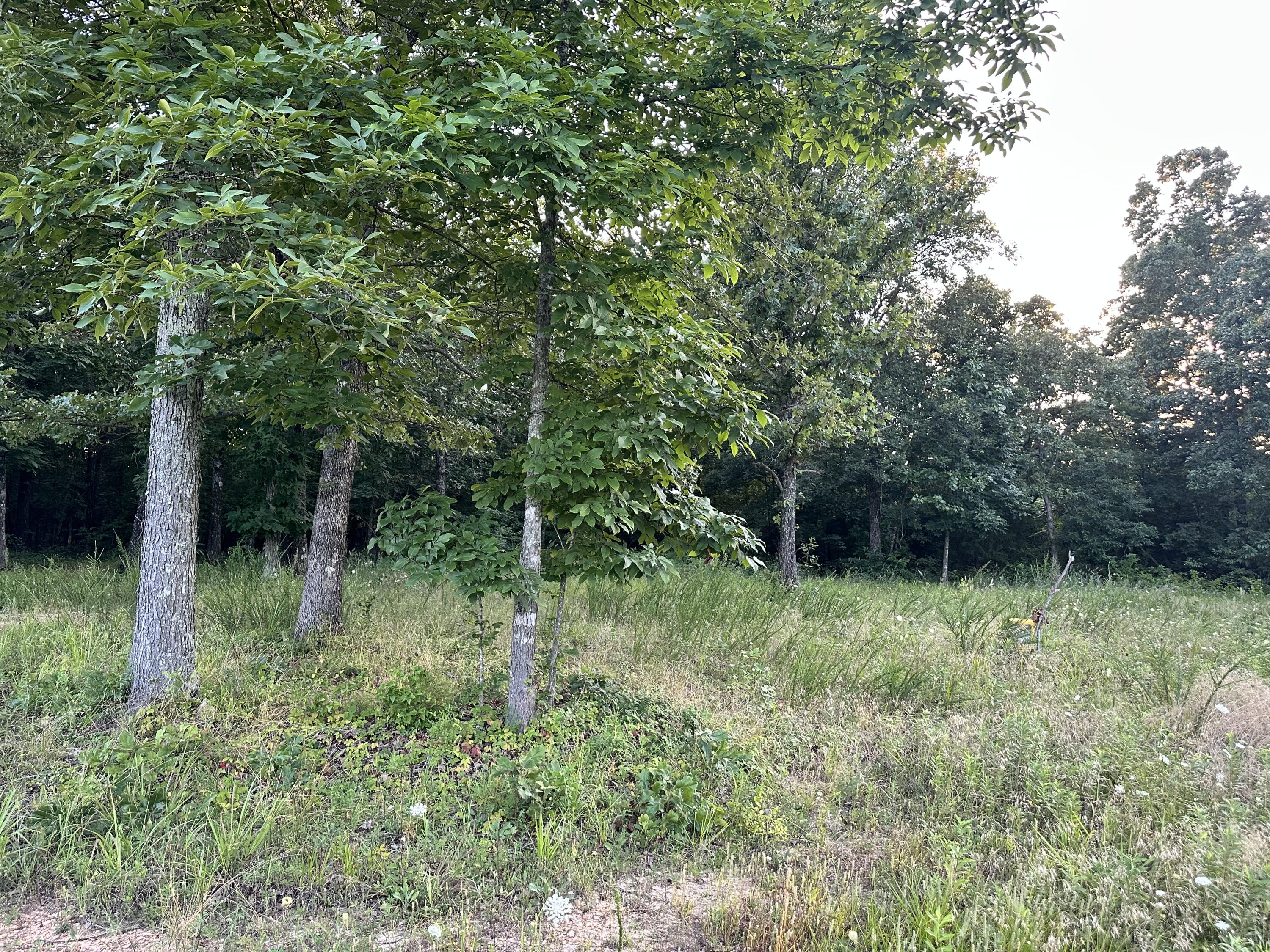 Photo 27 - Land for sale – 000  County Road 304   Alton, MO