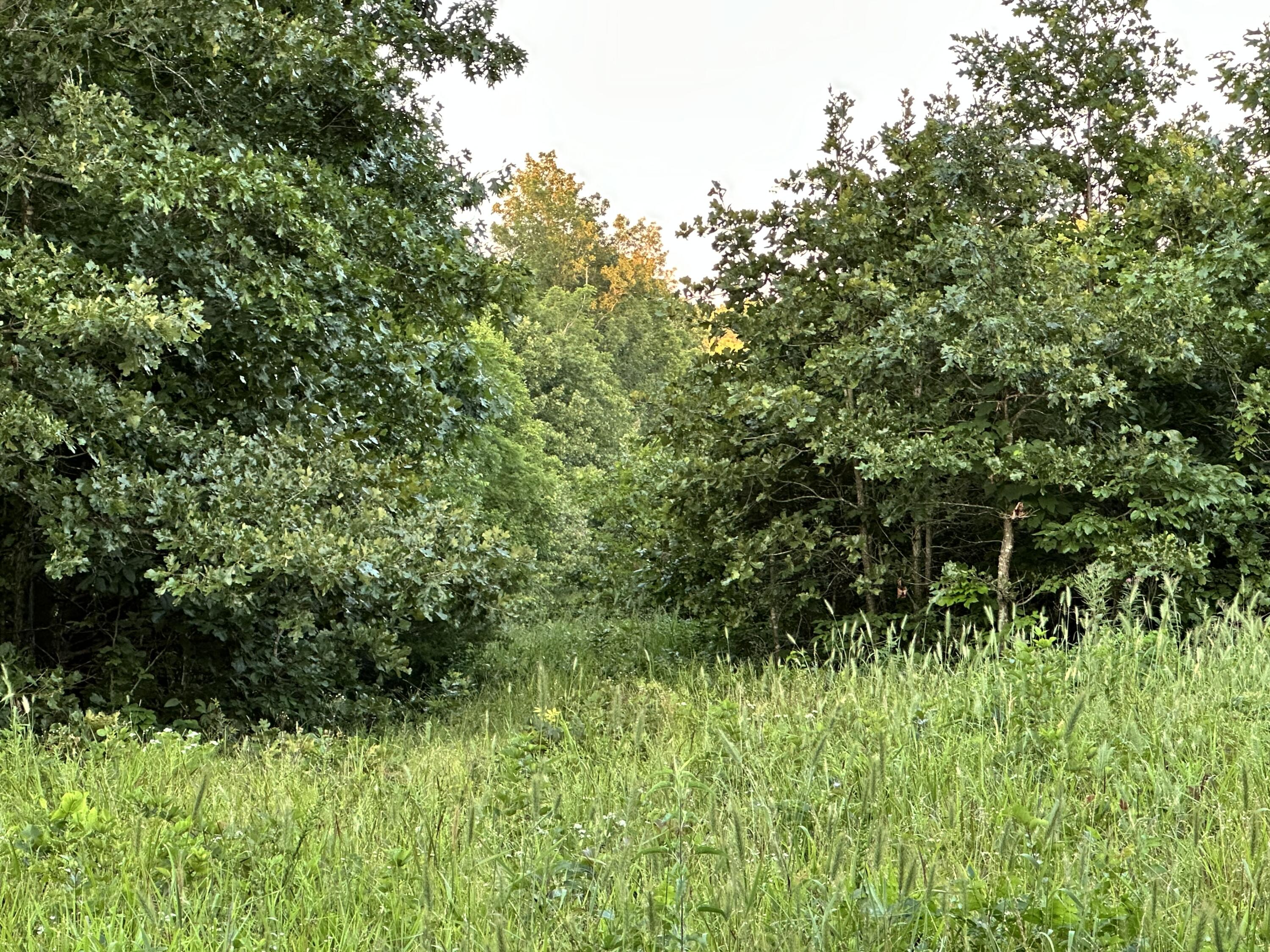 Photo 29 - Land for sale – 000  County Road 304   Alton, MO