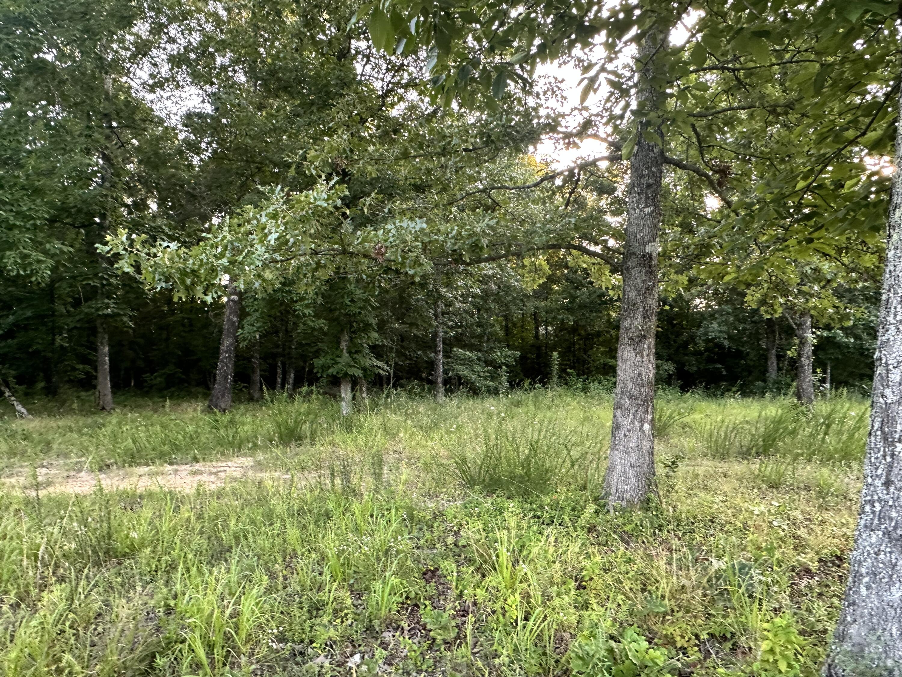 Photo 24 - Land for sale – 000  County Road 304   Alton, MO