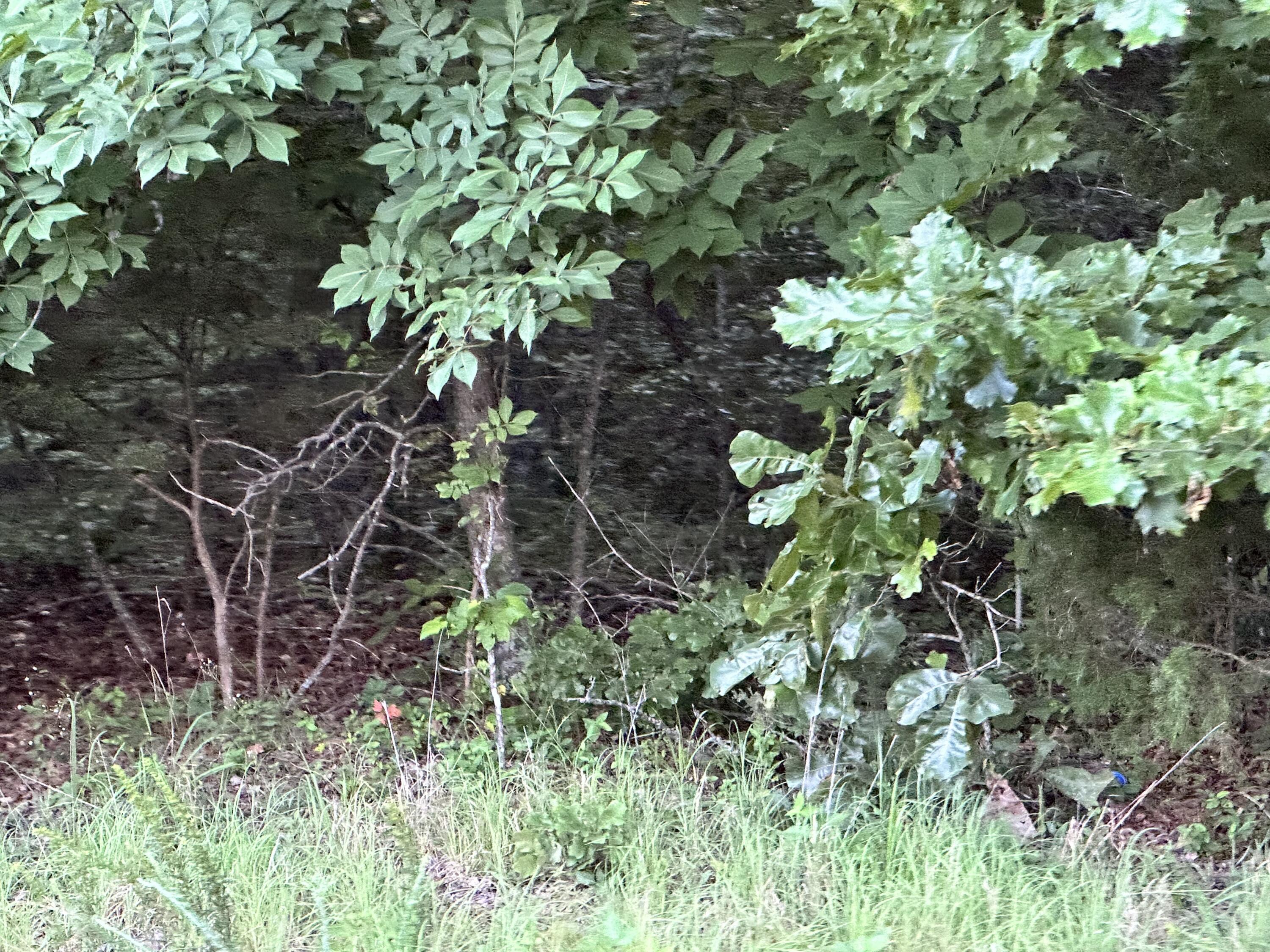 Photo 30 - Land for sale – 000  County Road 304   Alton, MO