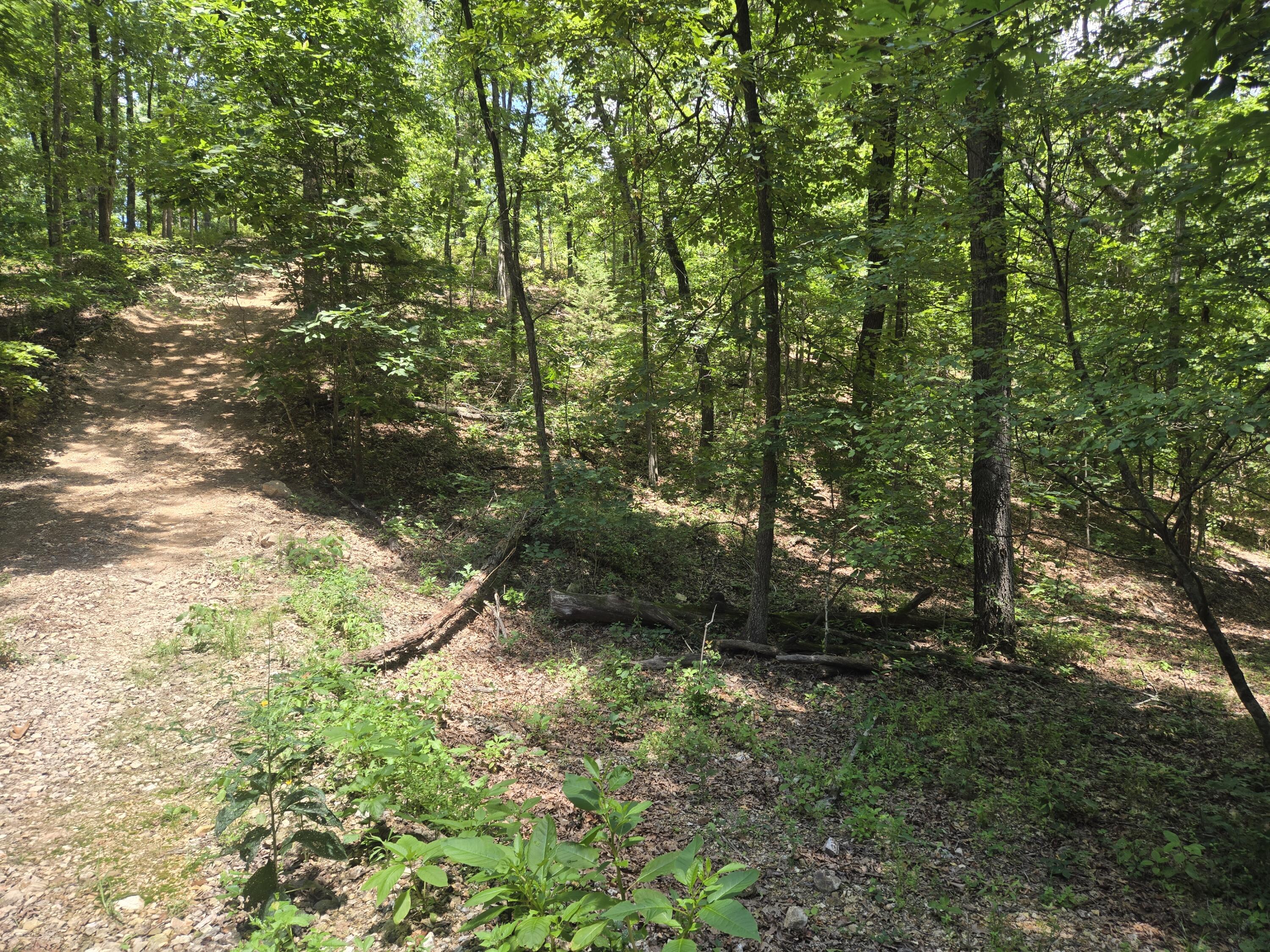 Photo 5 - Land for sale – Tract 8  Highway C   Purdy, MO