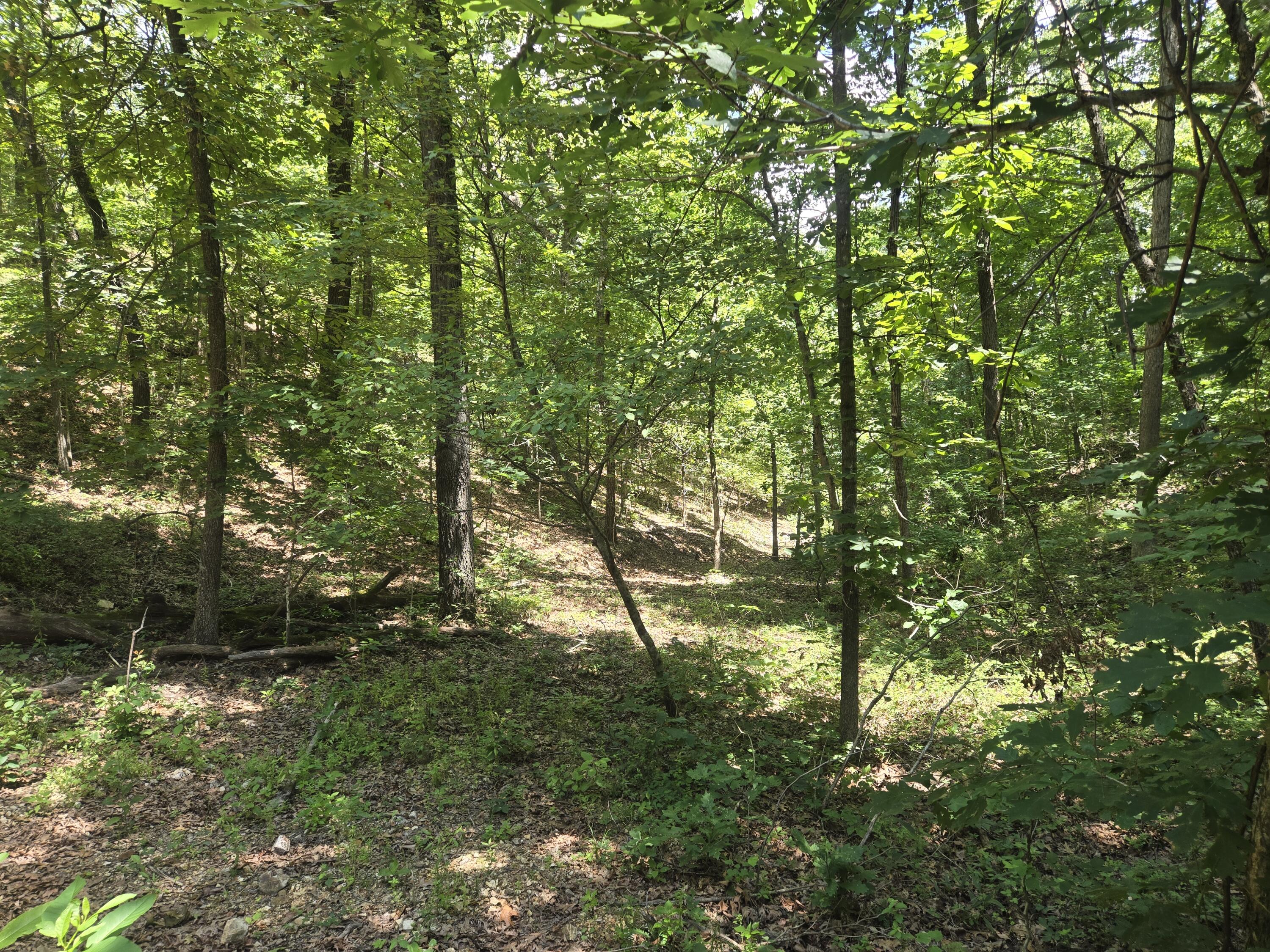Photo 4 - Land for sale – Tract 8  Highway C   Purdy, MO