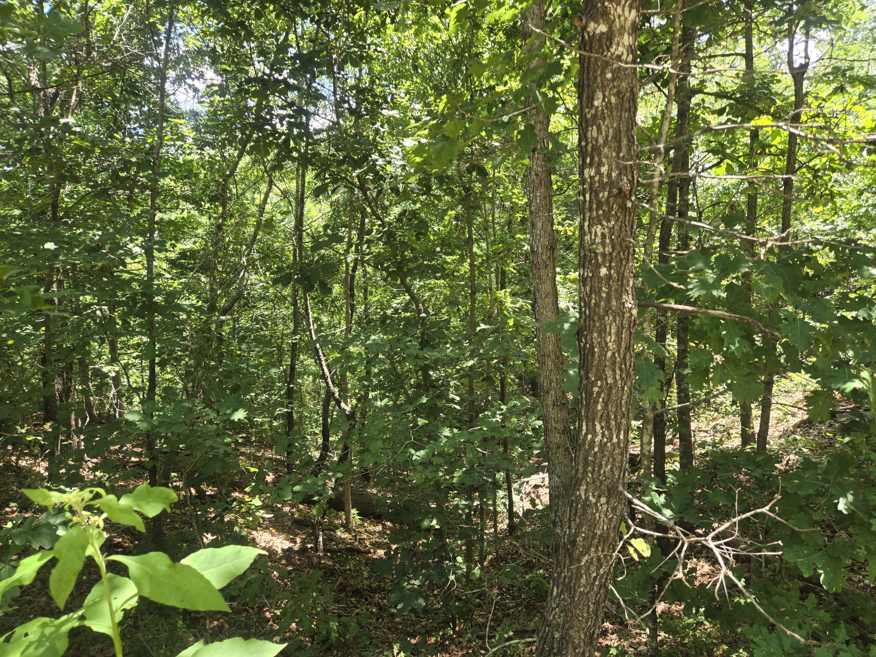 Photo 3 - Land for sale – Tract 8  Highway C   Purdy, MO