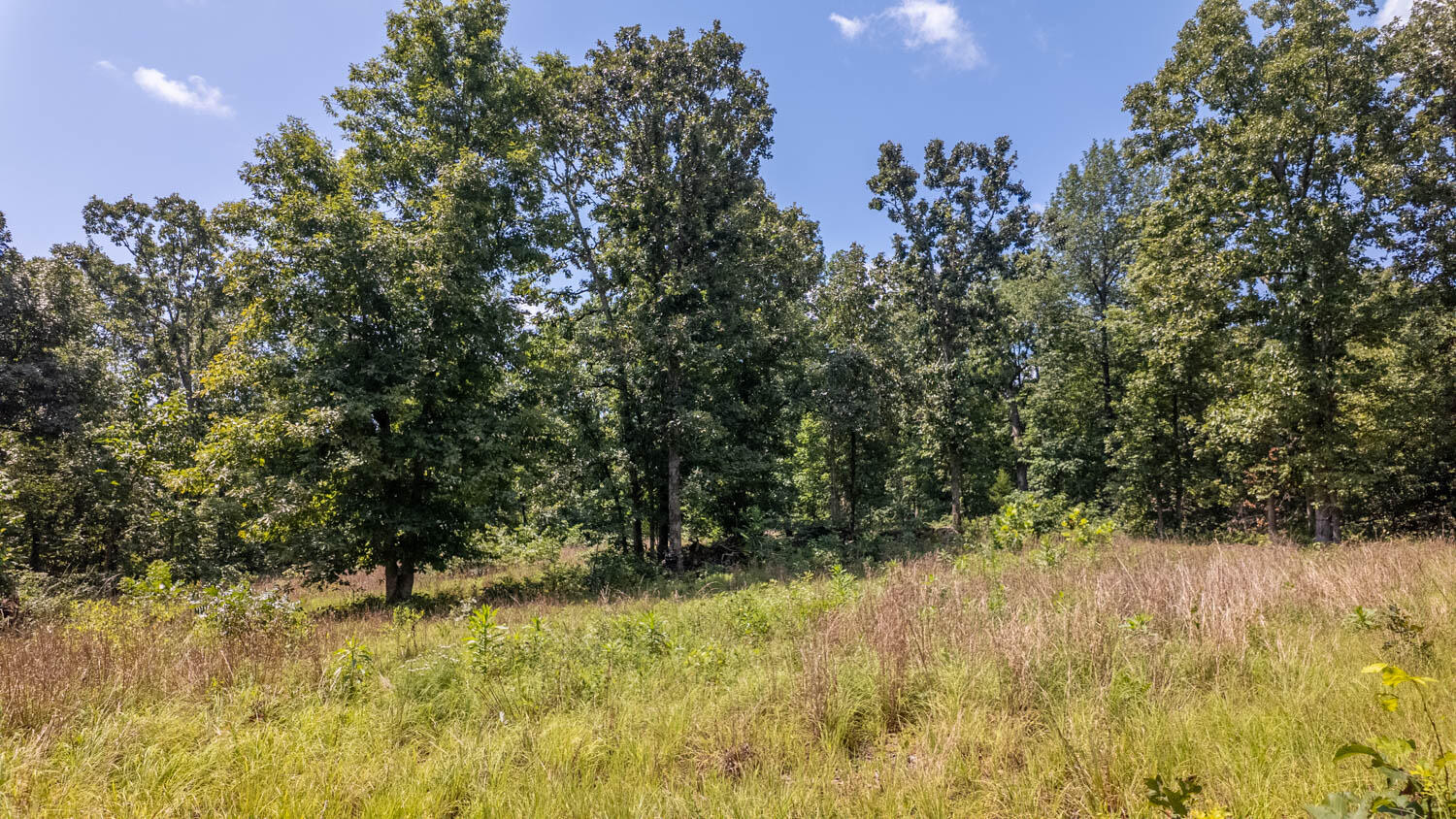 Photo 5 - Land for sale – 10824  Upper Janes Creek Road  Ravenden, AR