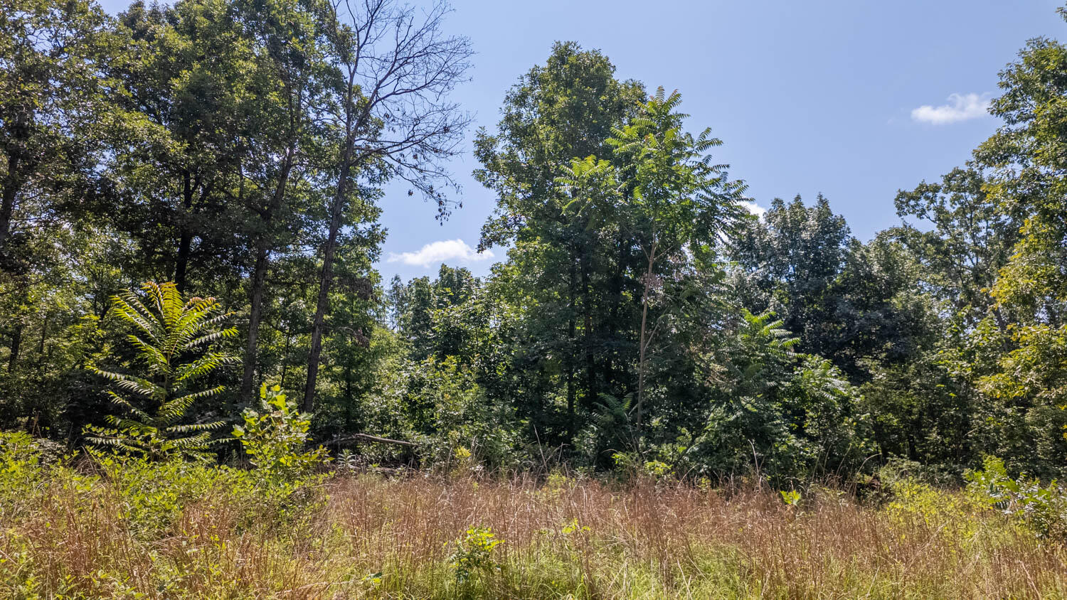 Photo 7 - Land for sale – 10824  Upper Janes Creek Road  Ravenden, AR