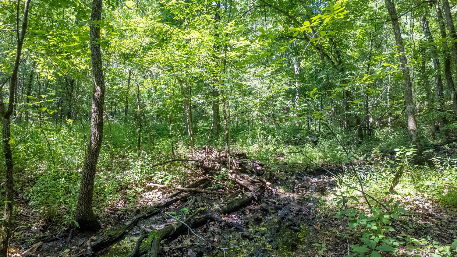 Photo 11 - Land for sale – 10824  Upper Janes Creek Road  Ravenden, AR