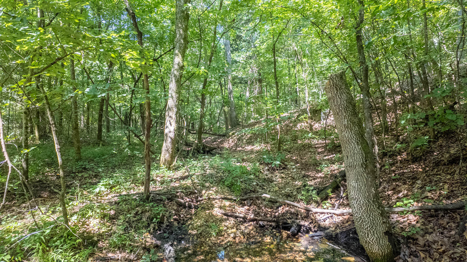 Photo 9 - Land for sale – 10824  Upper Janes Creek Road  Ravenden, AR
