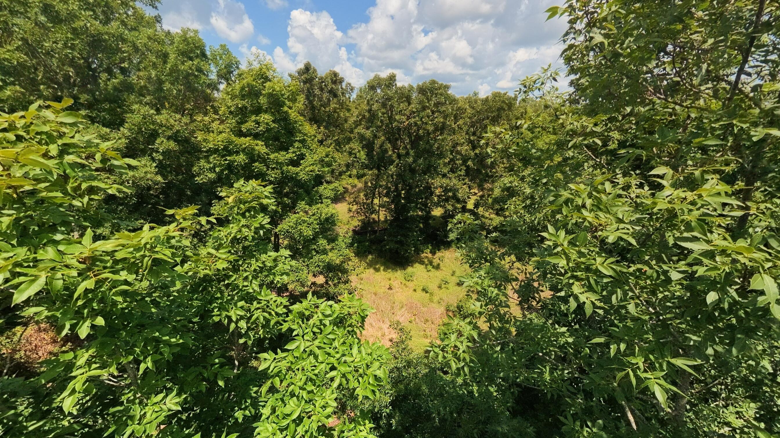 Photo 61 - Land for sale – 10824  Upper Janes Creek Road  Ravenden, AR