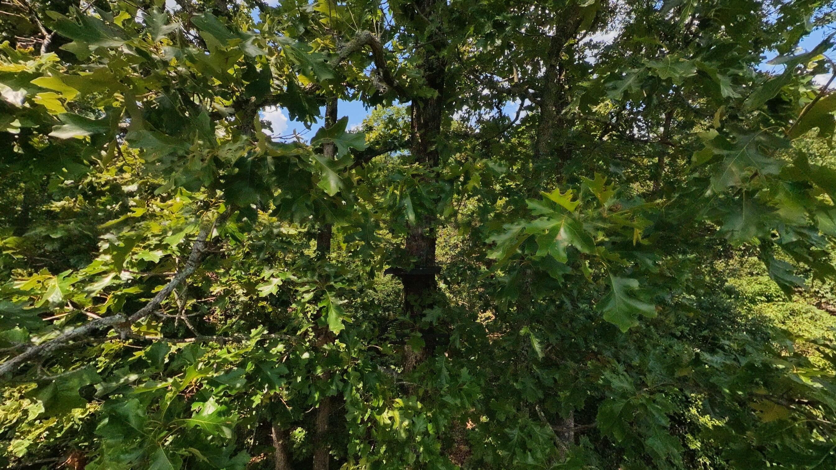Photo 63 - Land for sale – 10824  Upper Janes Creek Road  Ravenden, AR