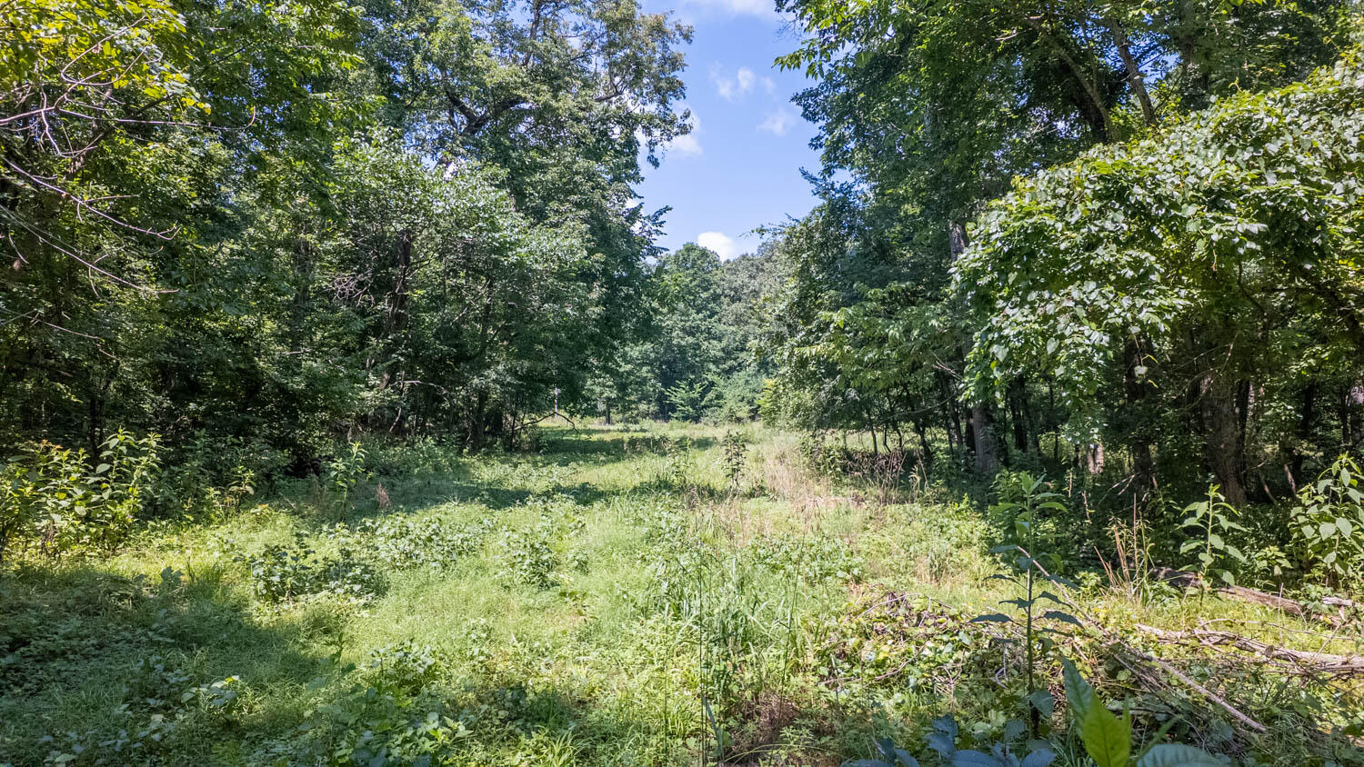 Photo 3 - Land for sale – Tract 1  Upper Janes Creek Road  Ravenden, AR