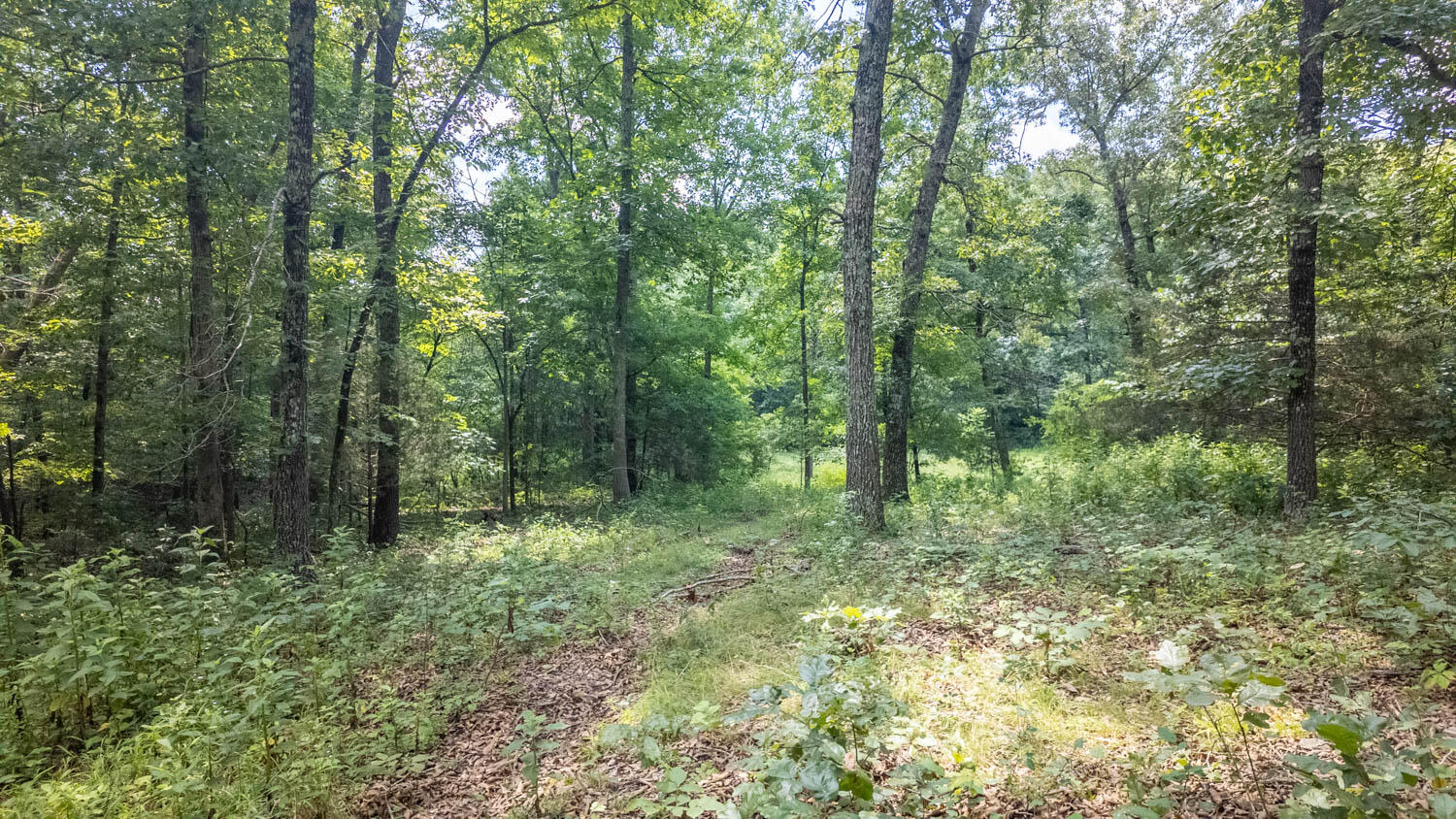 Photo 12 - Land for sale – Tract 1  Upper Janes Creek Road  Ravenden, AR