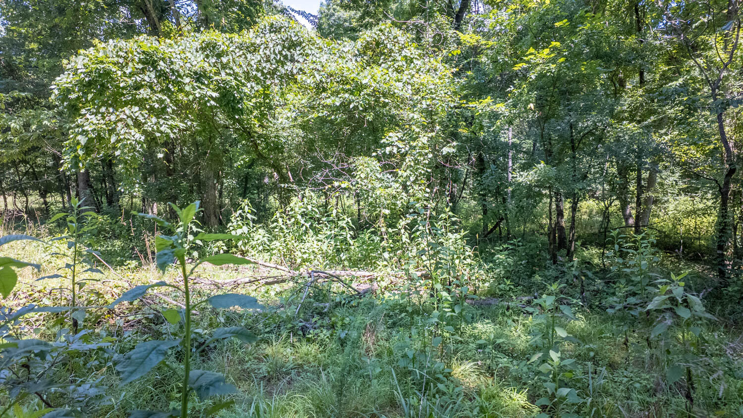 Photo 4 - Land for sale – Tract 1  Upper Janes Creek Road  Ravenden, AR