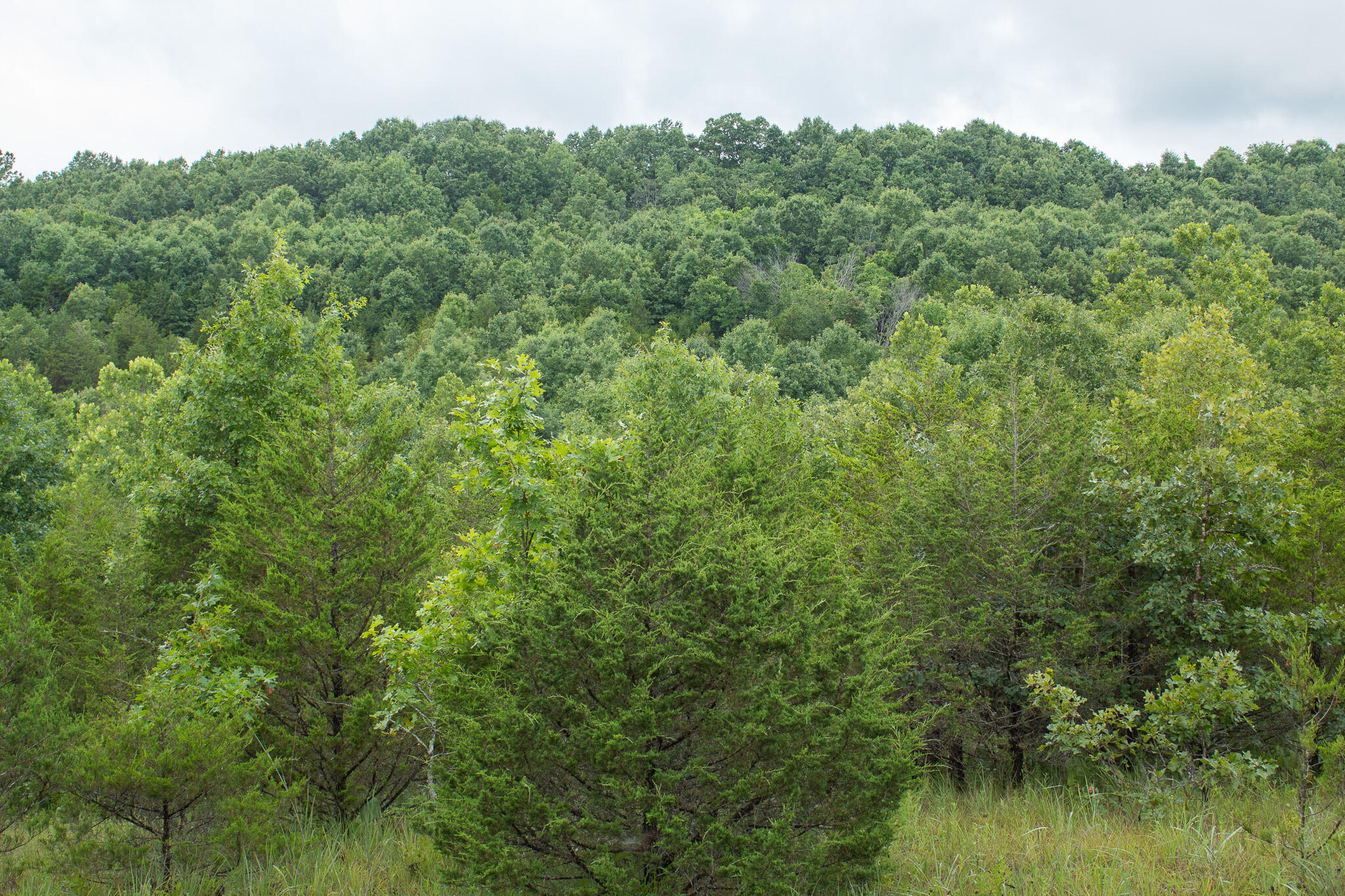 Photo 41 - Land for sale – 000  Highway 5   Squires, MO