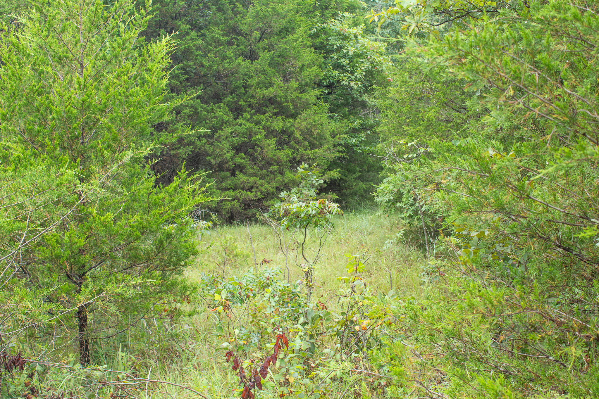 Photo 30 - Land for sale – 000  Highway 5   Squires, MO