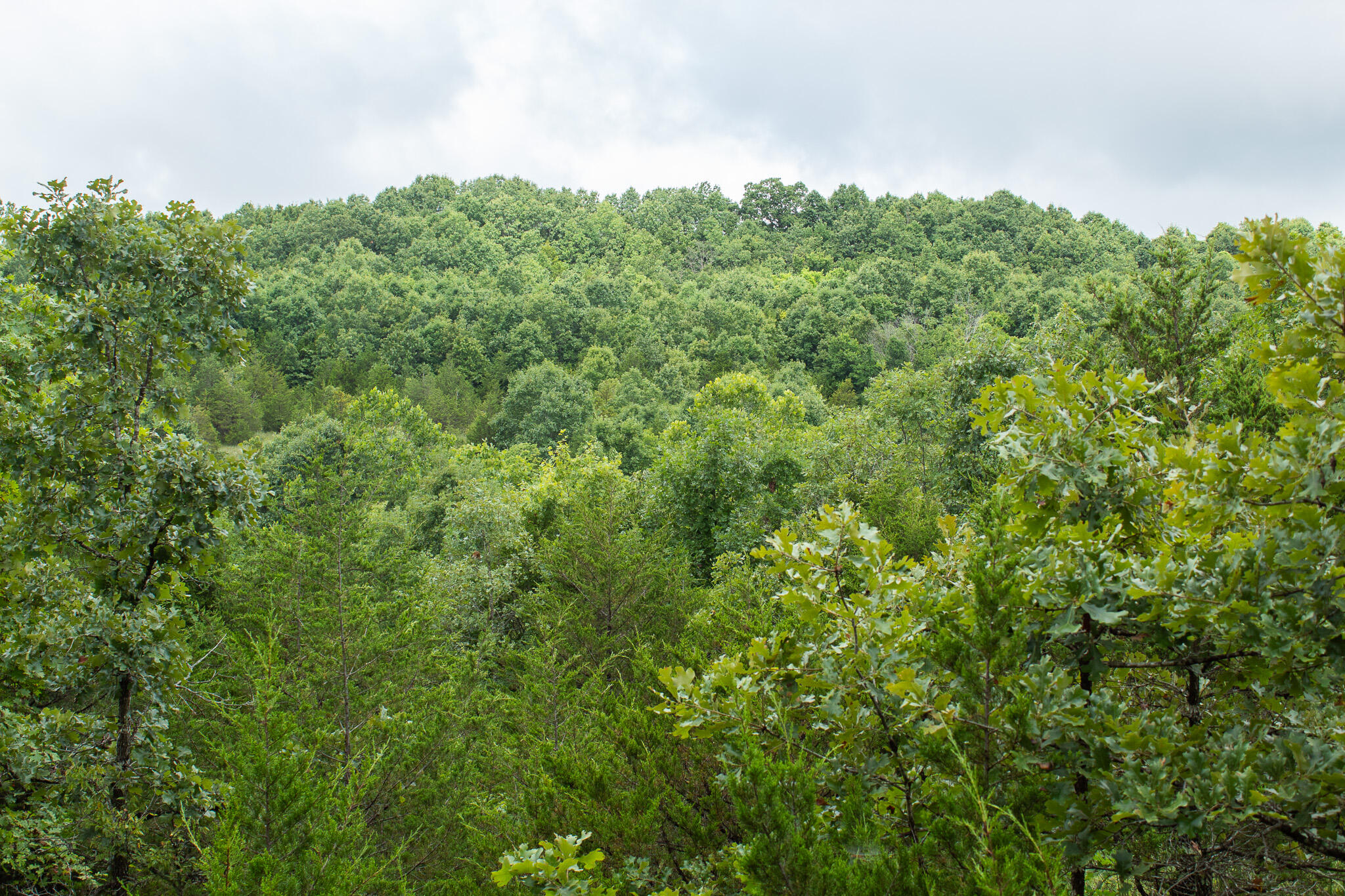 Photo 45 - Land for sale – 000  Highway 5   Squires, MO