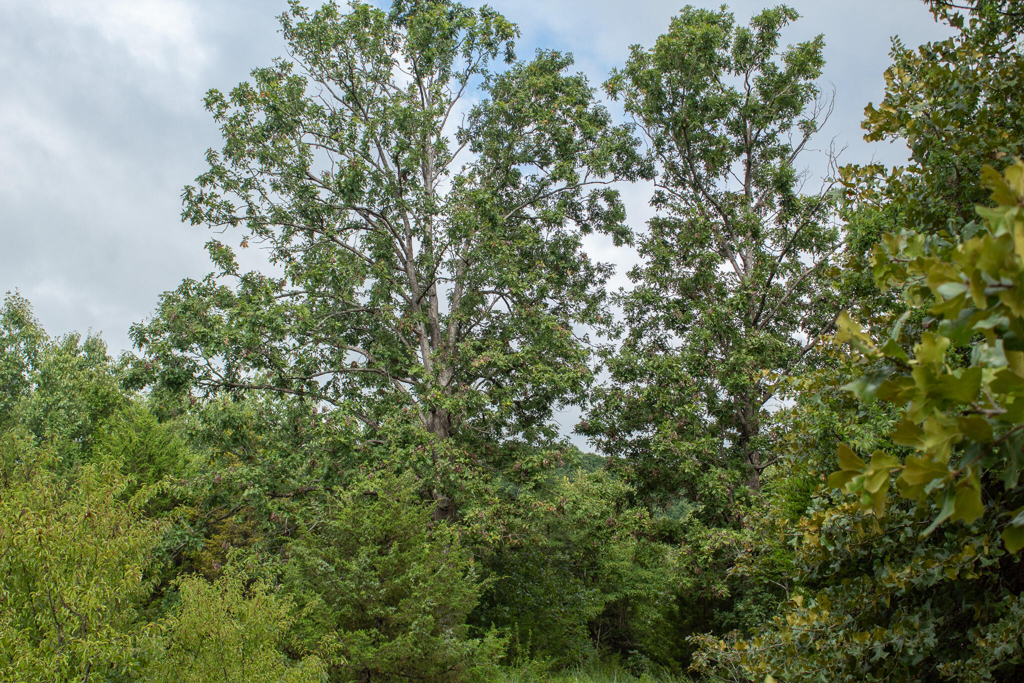 Photo 49 - Land for sale – 000  Highway 5   Squires, MO