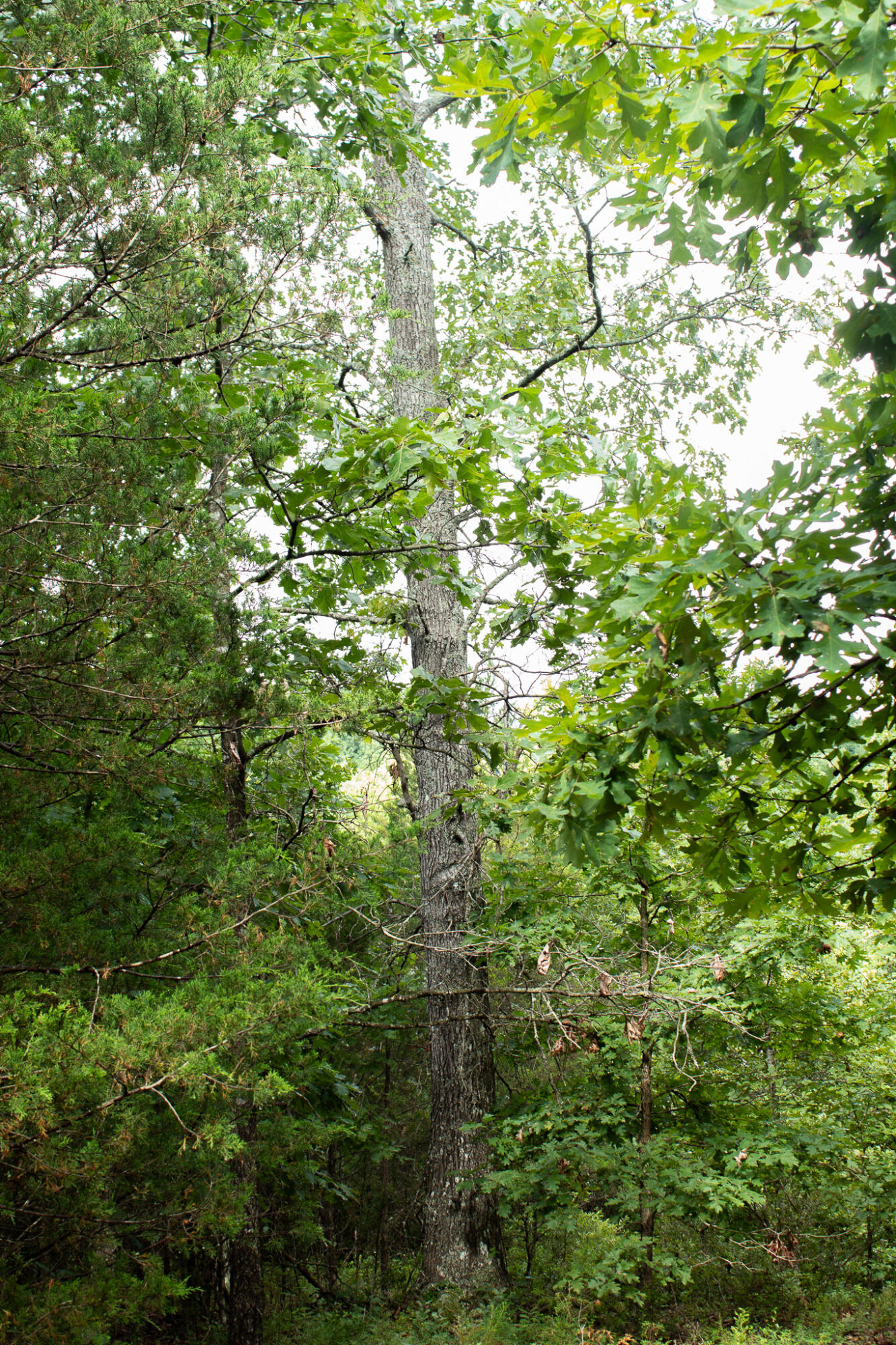Photo 34 - Land for sale – 000  Highway 5   Squires, MO