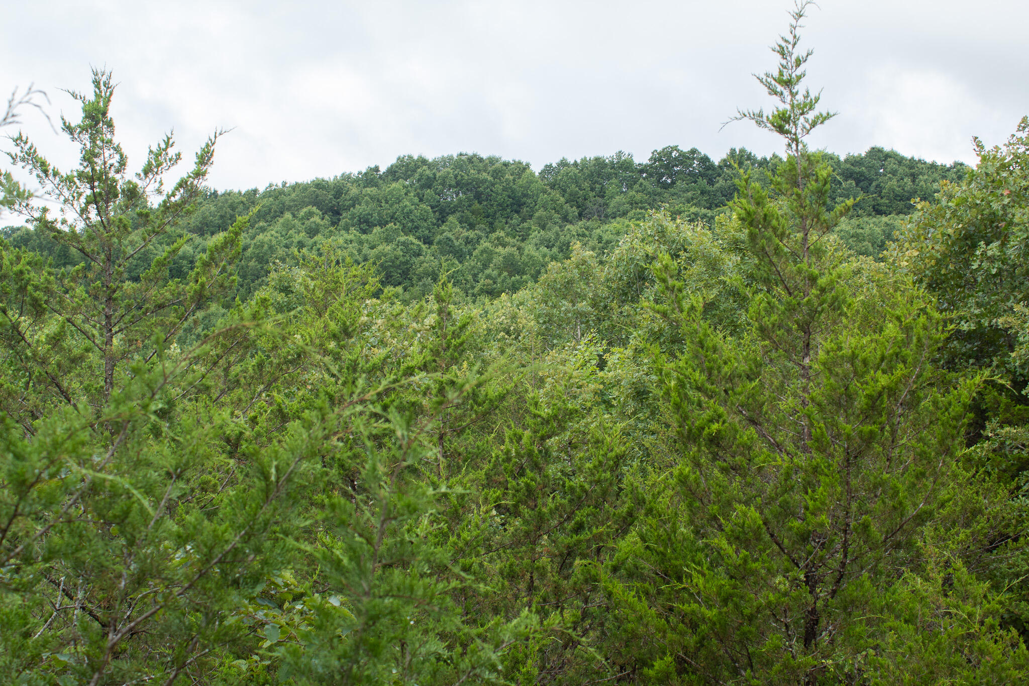 Photo 38 - Land for sale – 000  Highway 5   Squires, MO
