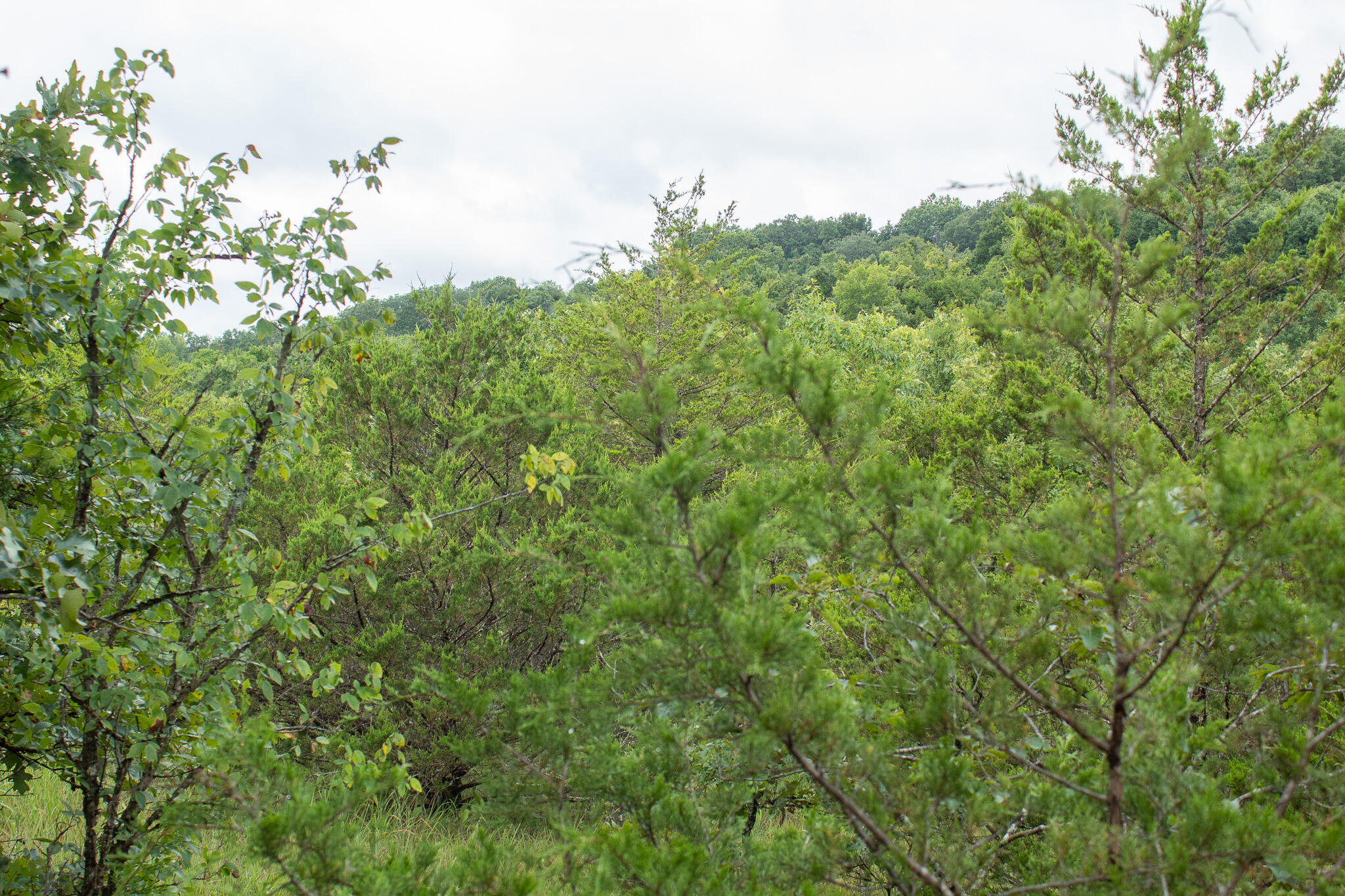 Photo 39 - Land for sale – 000  Highway 5   Squires, MO