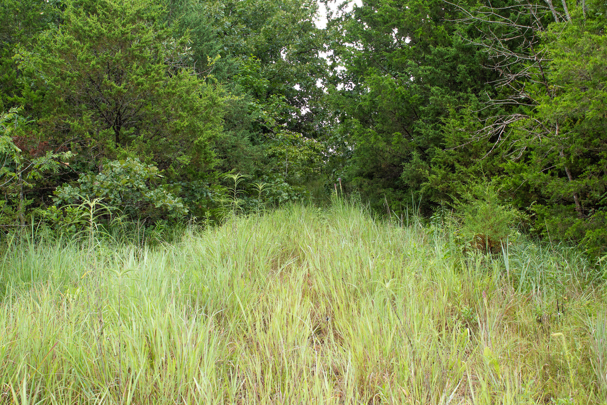 Photo 44 - Land for sale – 000  Highway 5   Squires, MO