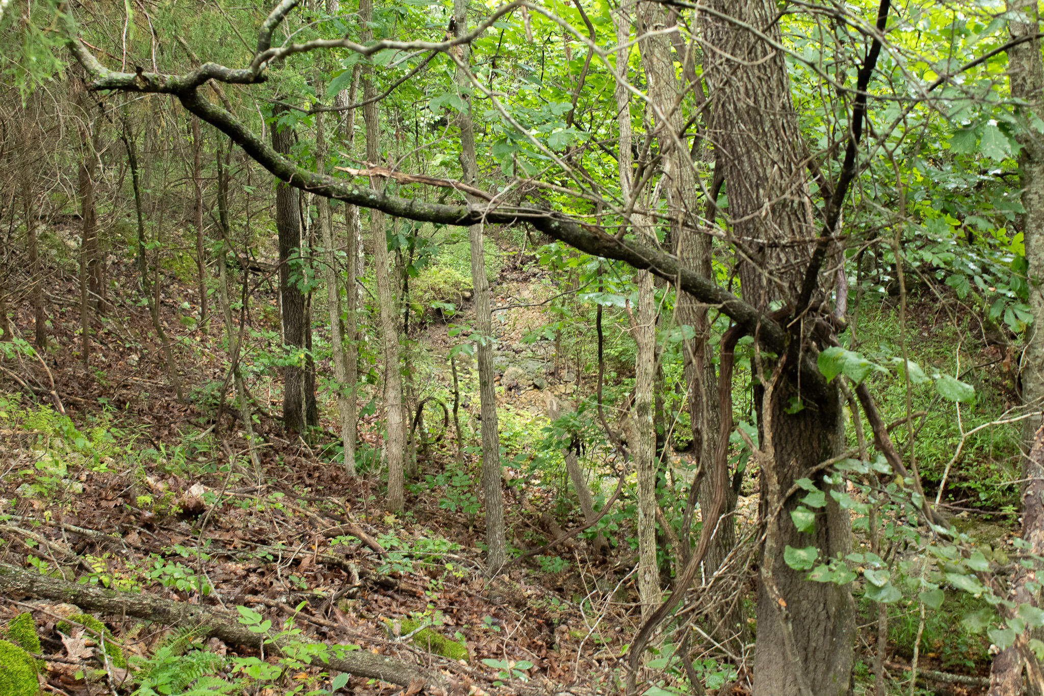 Photo 31 - Land for sale – 000  Highway 5   Squires, MO