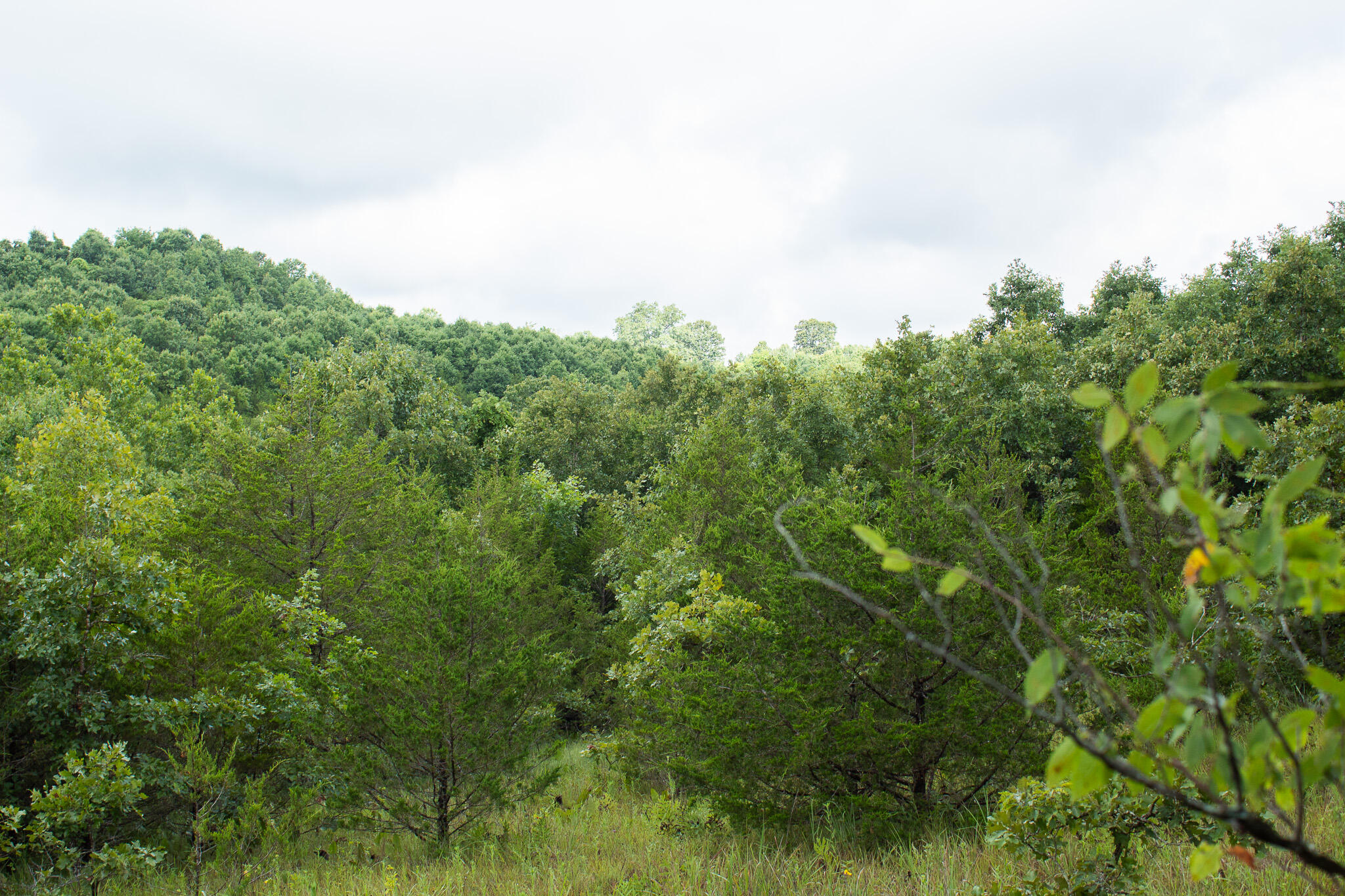 Photo 42 - Land for sale – 000  Highway 5   Squires, MO