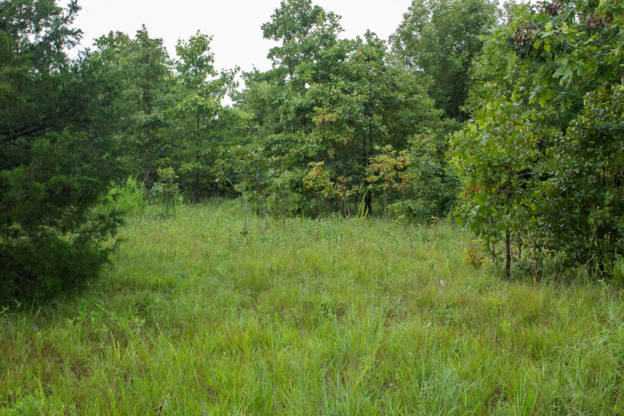 Photo 26 - Land for sale – 000  Highway 5   Squires, MO