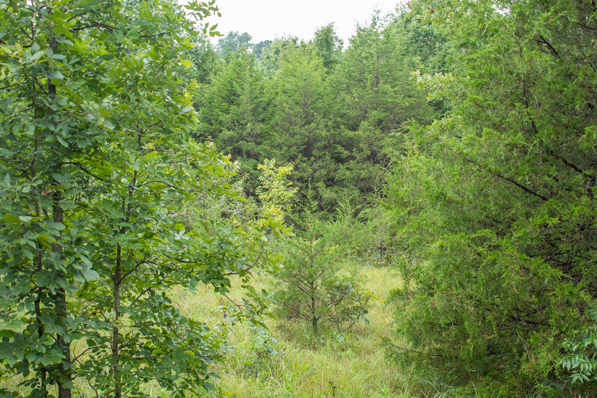 Photo 29 - Land for sale – 000  Highway 5   Squires, MO