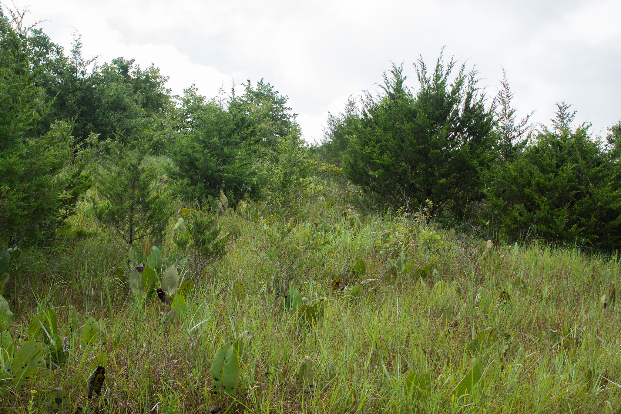 Photo 20 - Land for sale – 000  Highway 5   Squires, MO