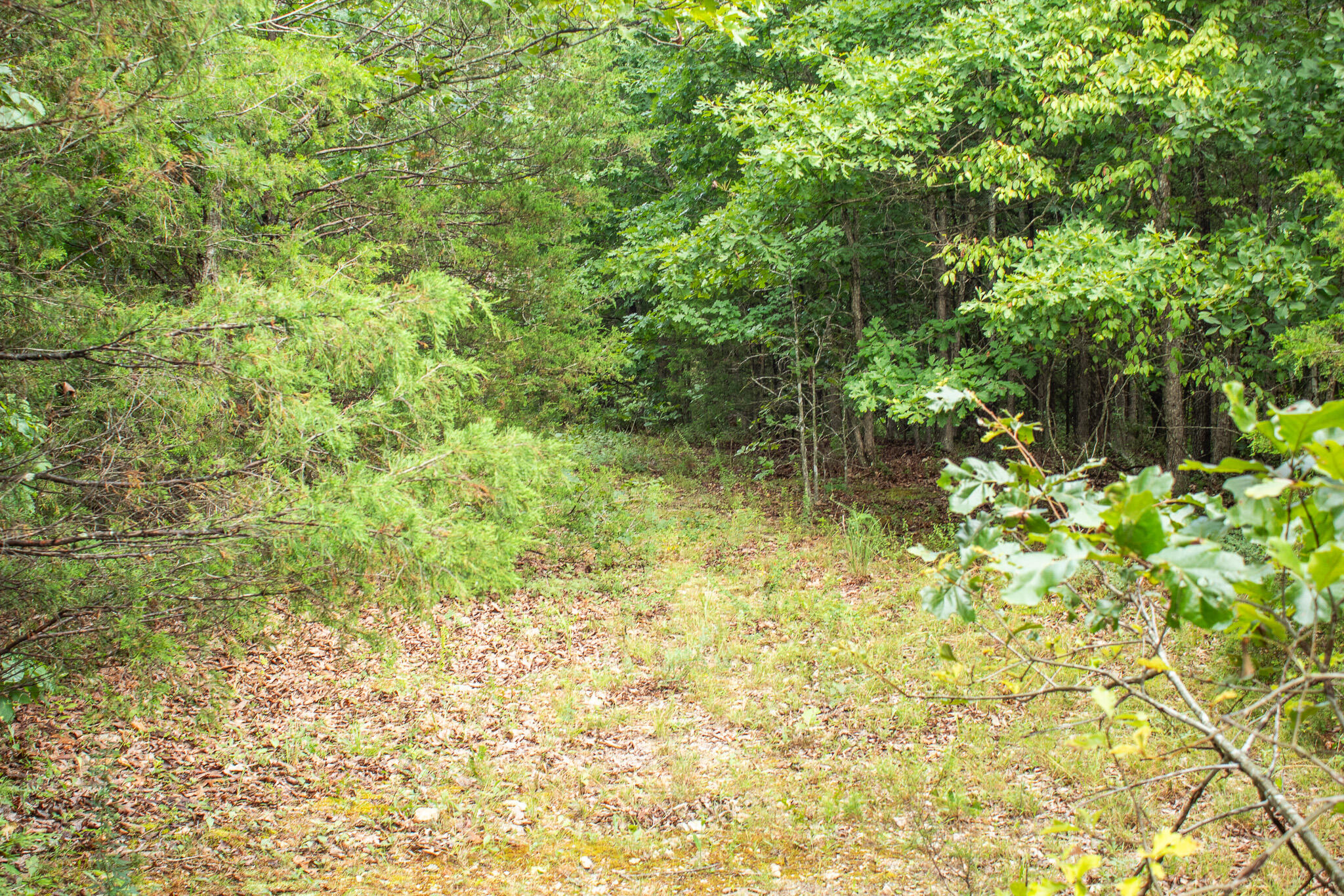 Photo 32 - Land for sale – 000  Highway 5   Squires, MO