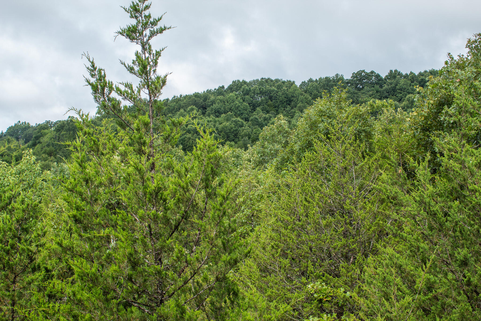 Photo 36 - Land for sale – 000  Highway 5   Squires, MO