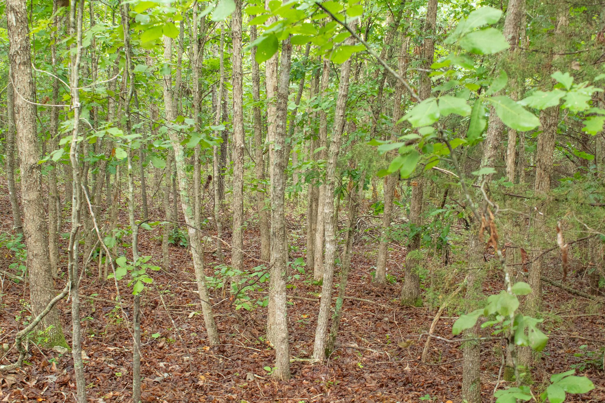 Photo 35 - Land for sale – 000  Highway 5   Squires, MO