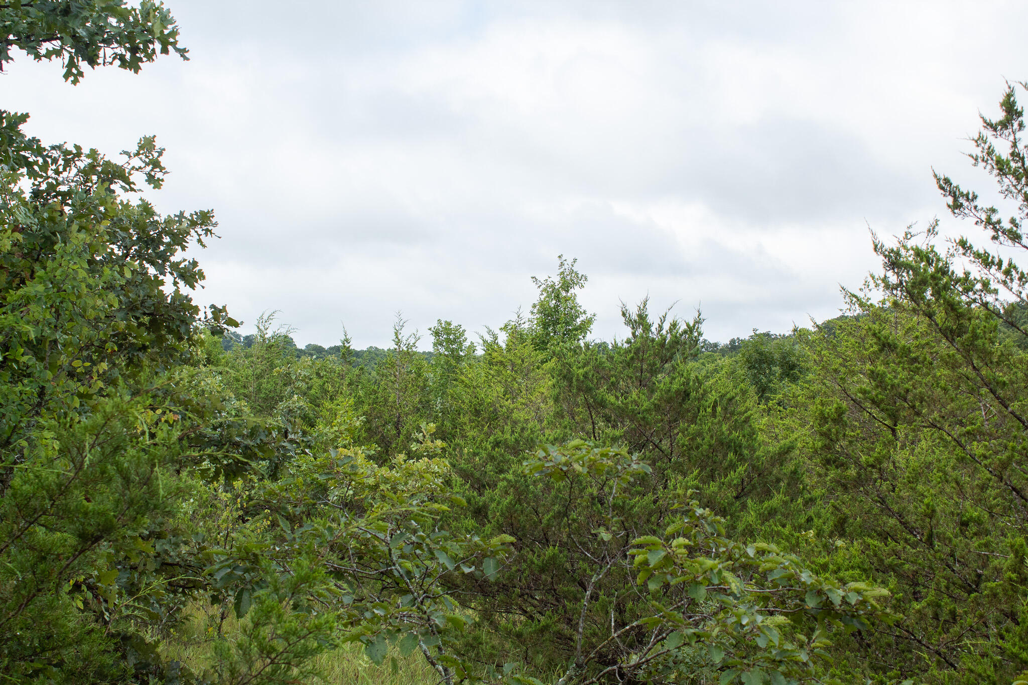 Photo 37 - Land for sale – 000  Highway 5   Squires, MO