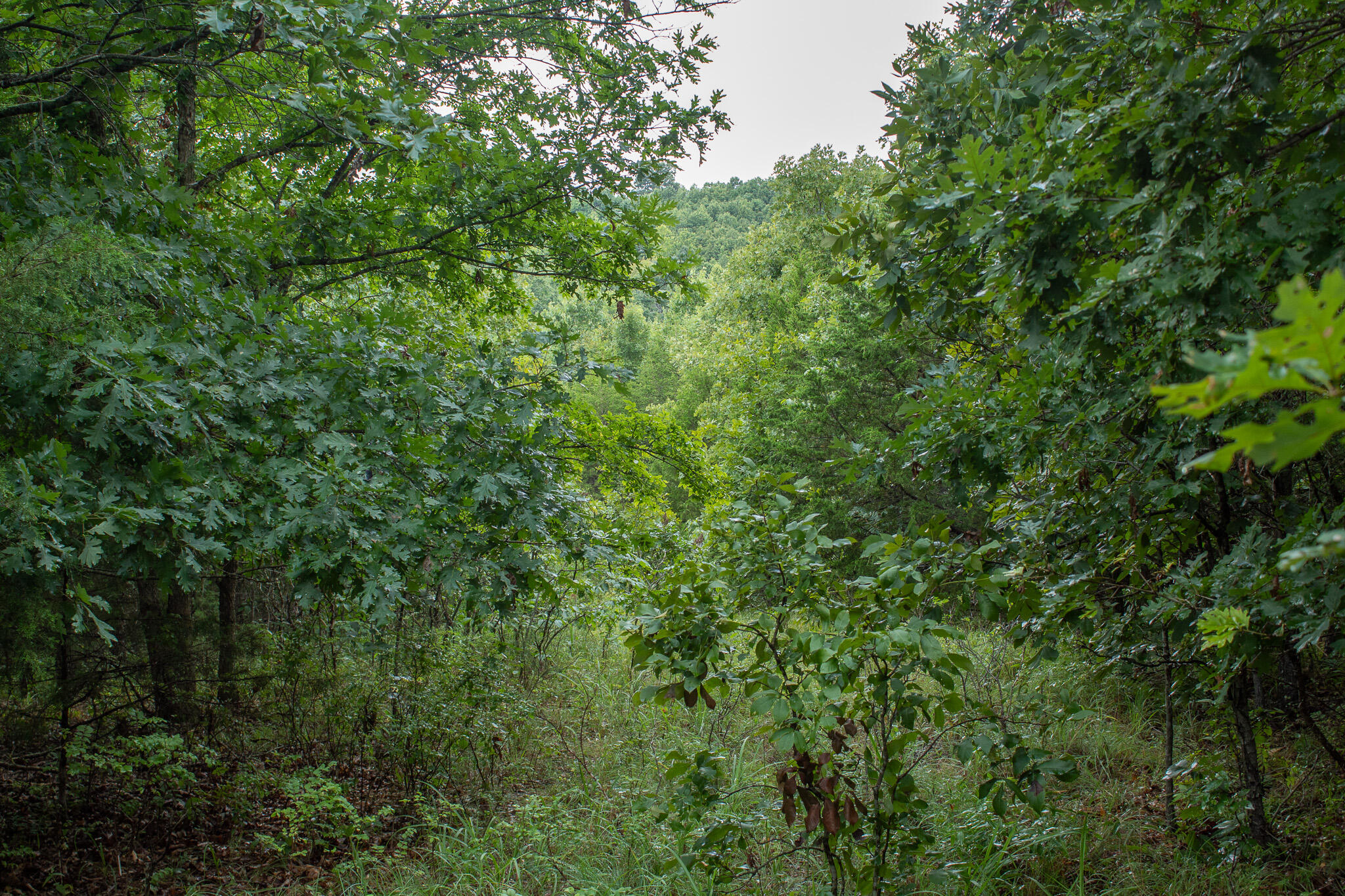 Photo 28 - Land for sale – 000  Highway 5   Squires, MO