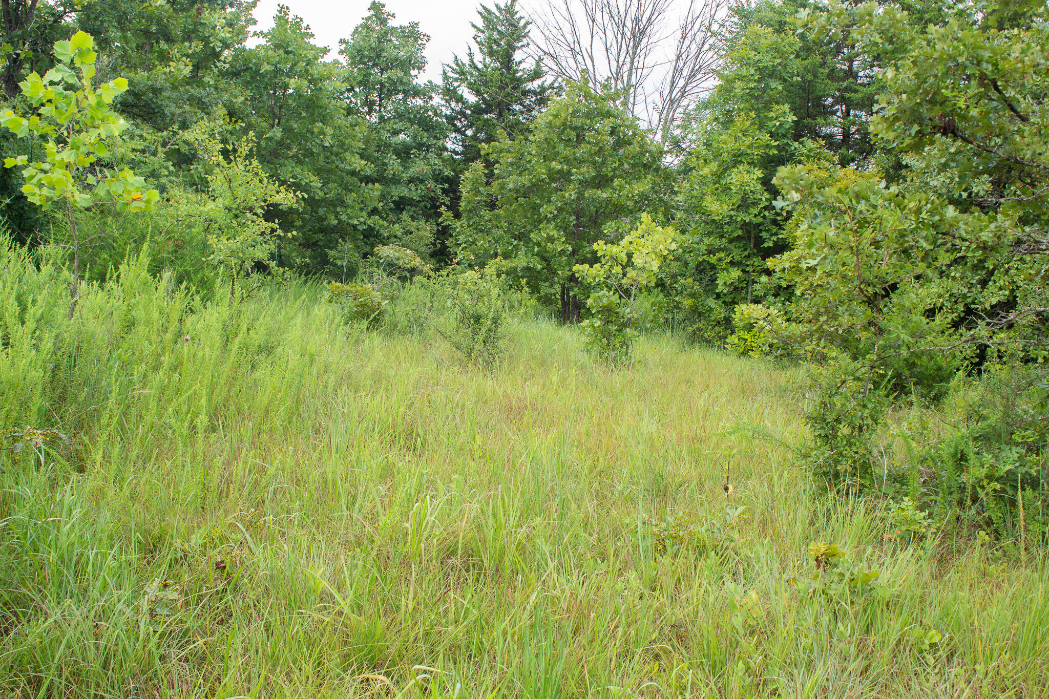 Photo 23 - Land for sale – 000  Highway 5   Squires, MO
