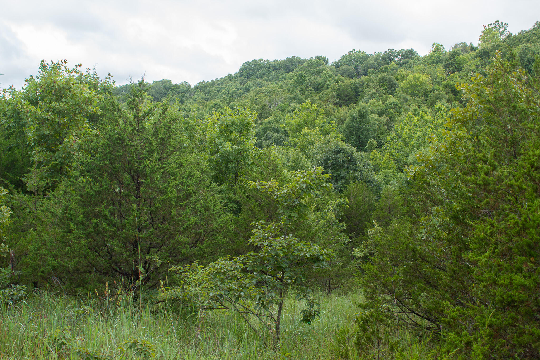 Photo 43 - Land for sale – 000  Highway 5   Squires, MO